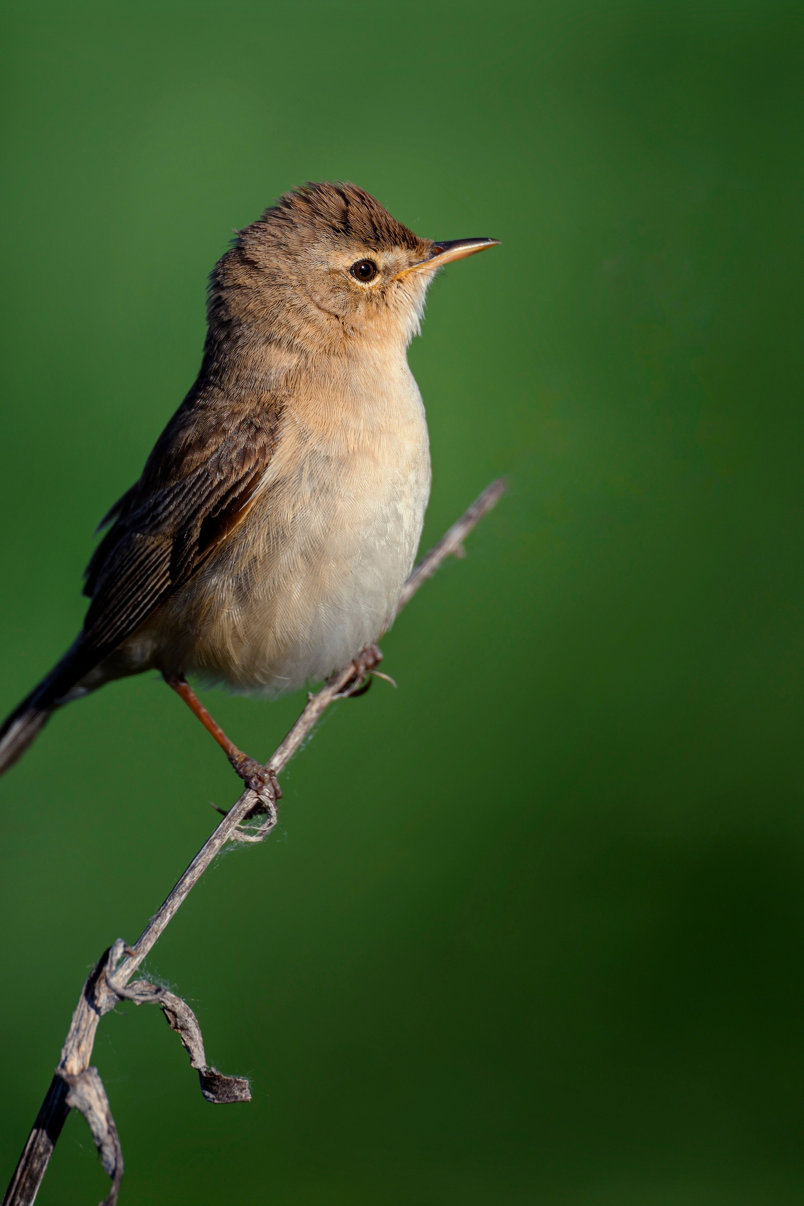Поле с гнездами вспахали. Фотограф Сергей Пупонин