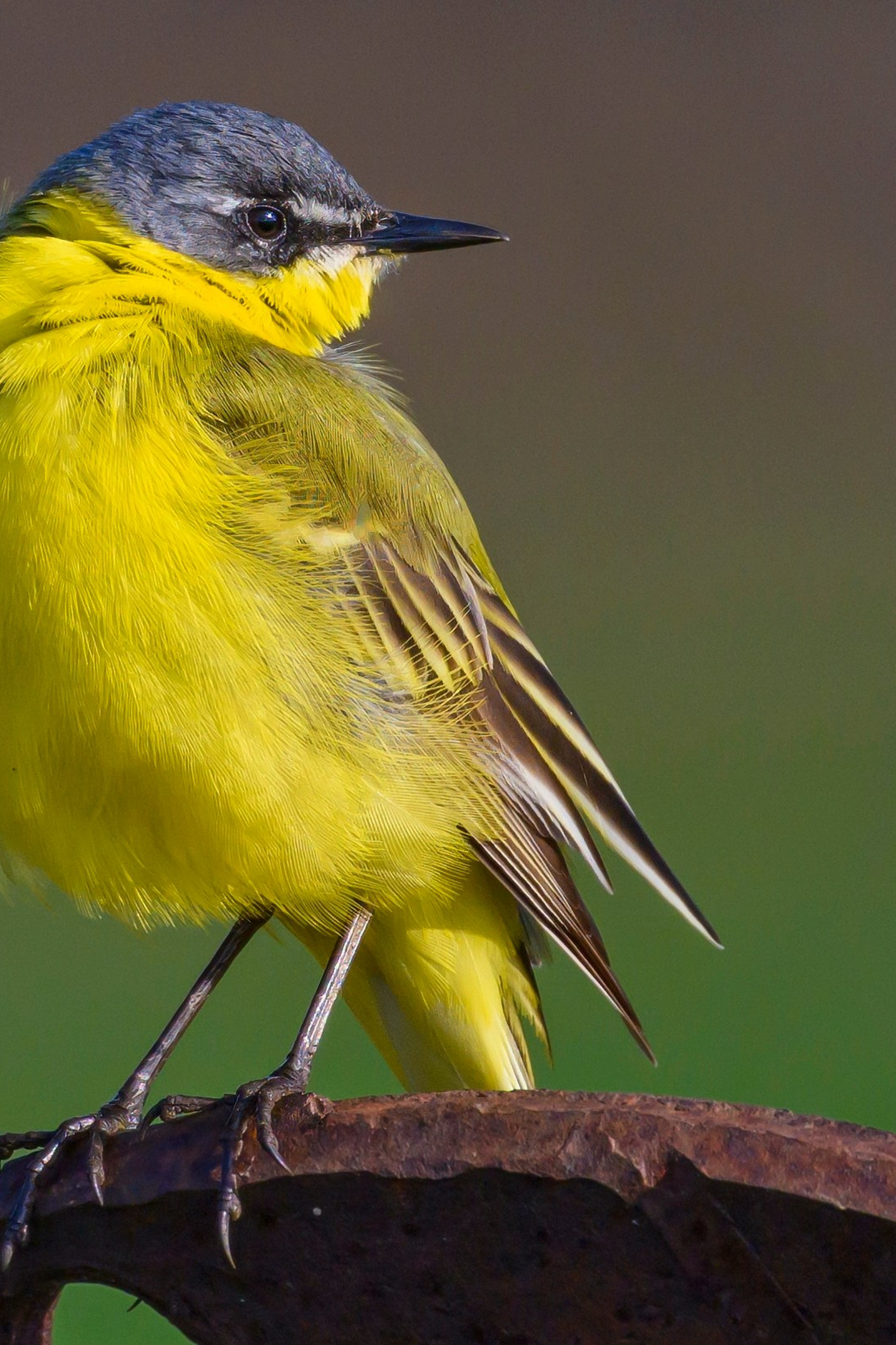 Жаворонок. Фотограф Сергей Пупонин