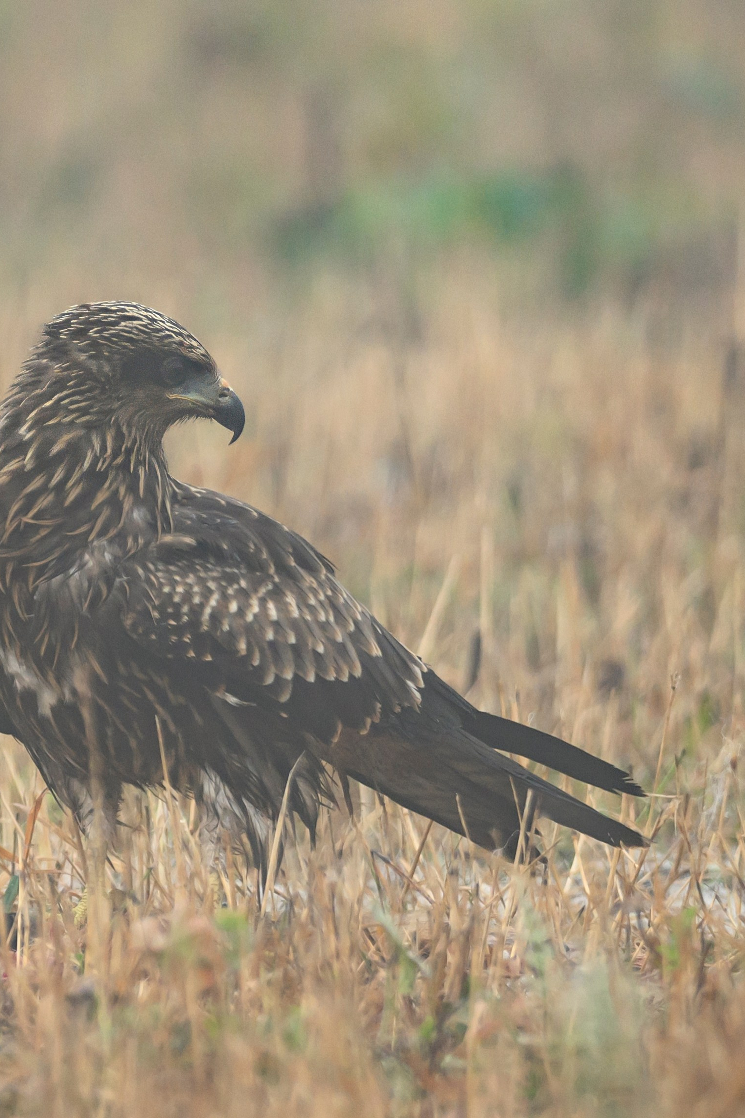 Варакушка. Wildlife photography by Sergey Puponin