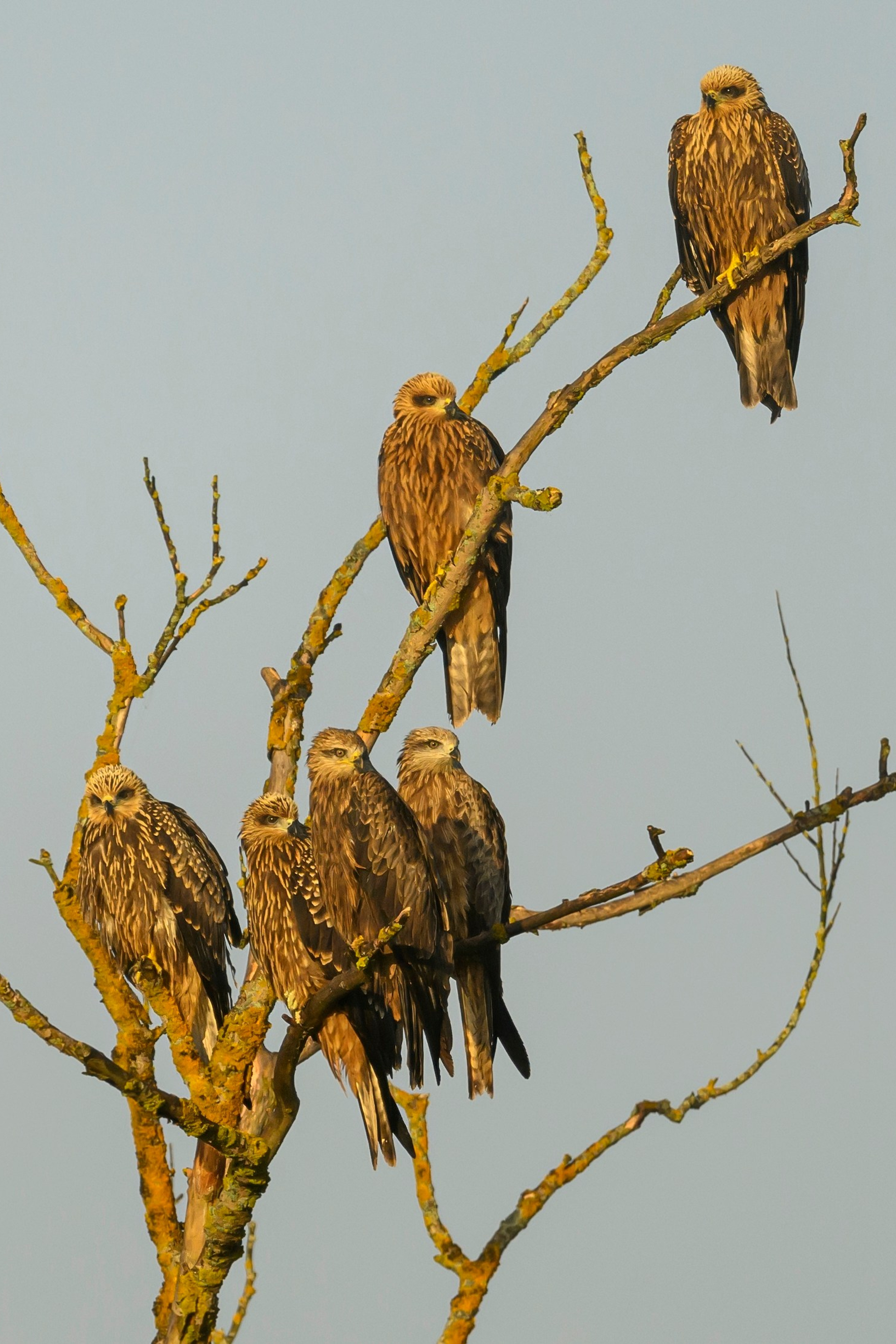 Подорлик. Wildlife photography by Sergey Puponin