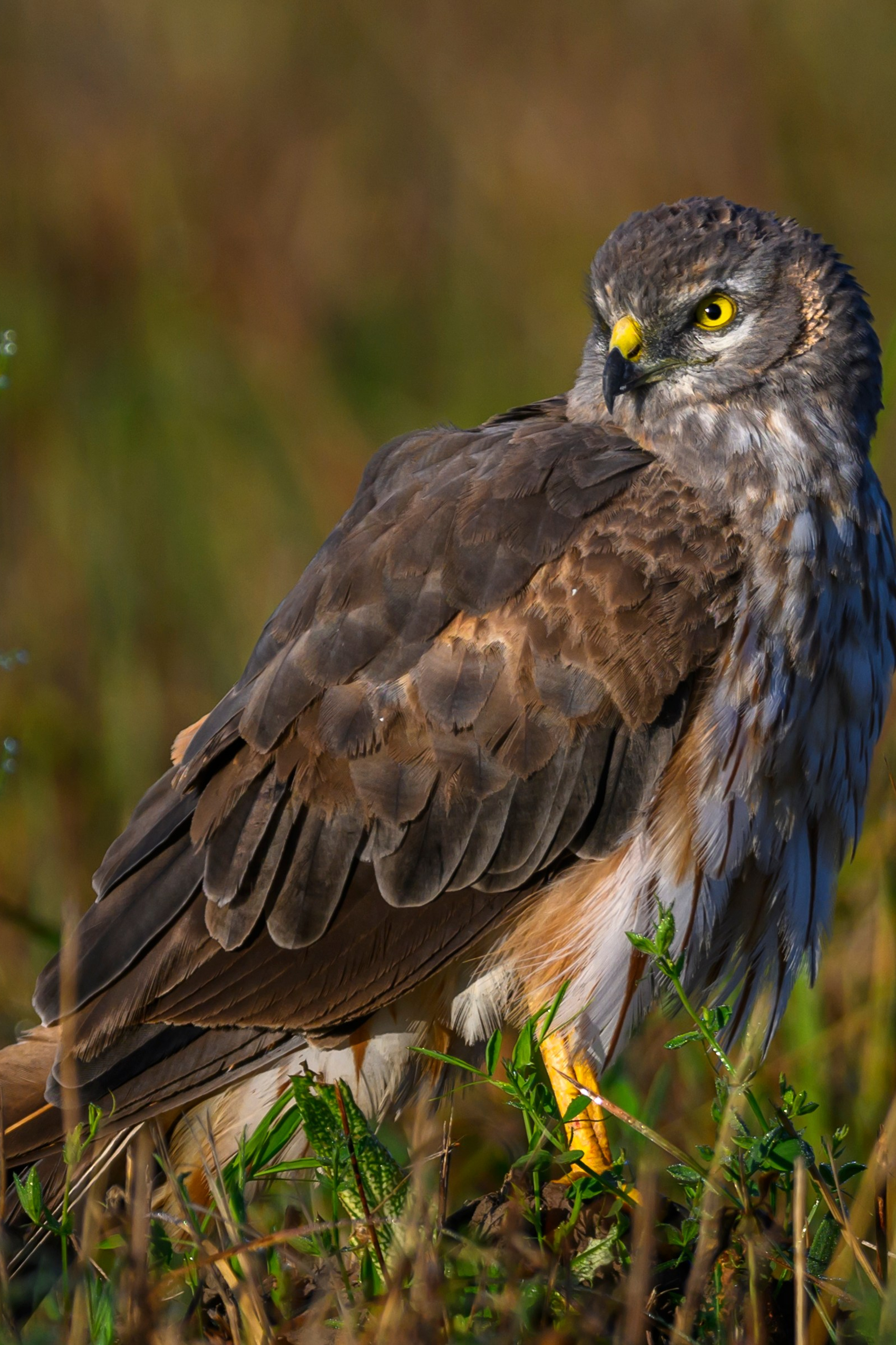 Коршуны. Wildlife photography by Sergey Puponin