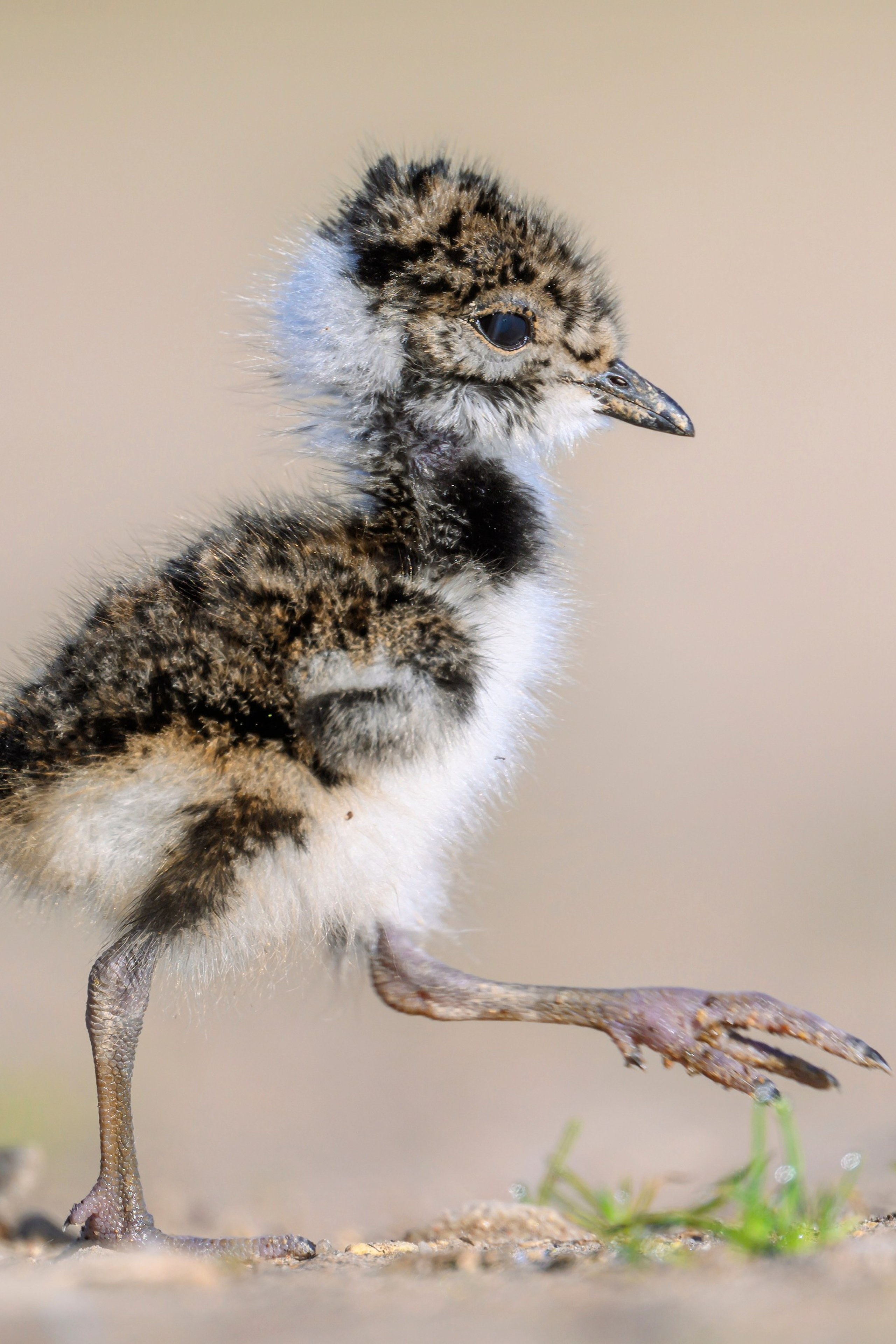 Поле с гнездами вспахали. Фотограф Сергей Пупонин