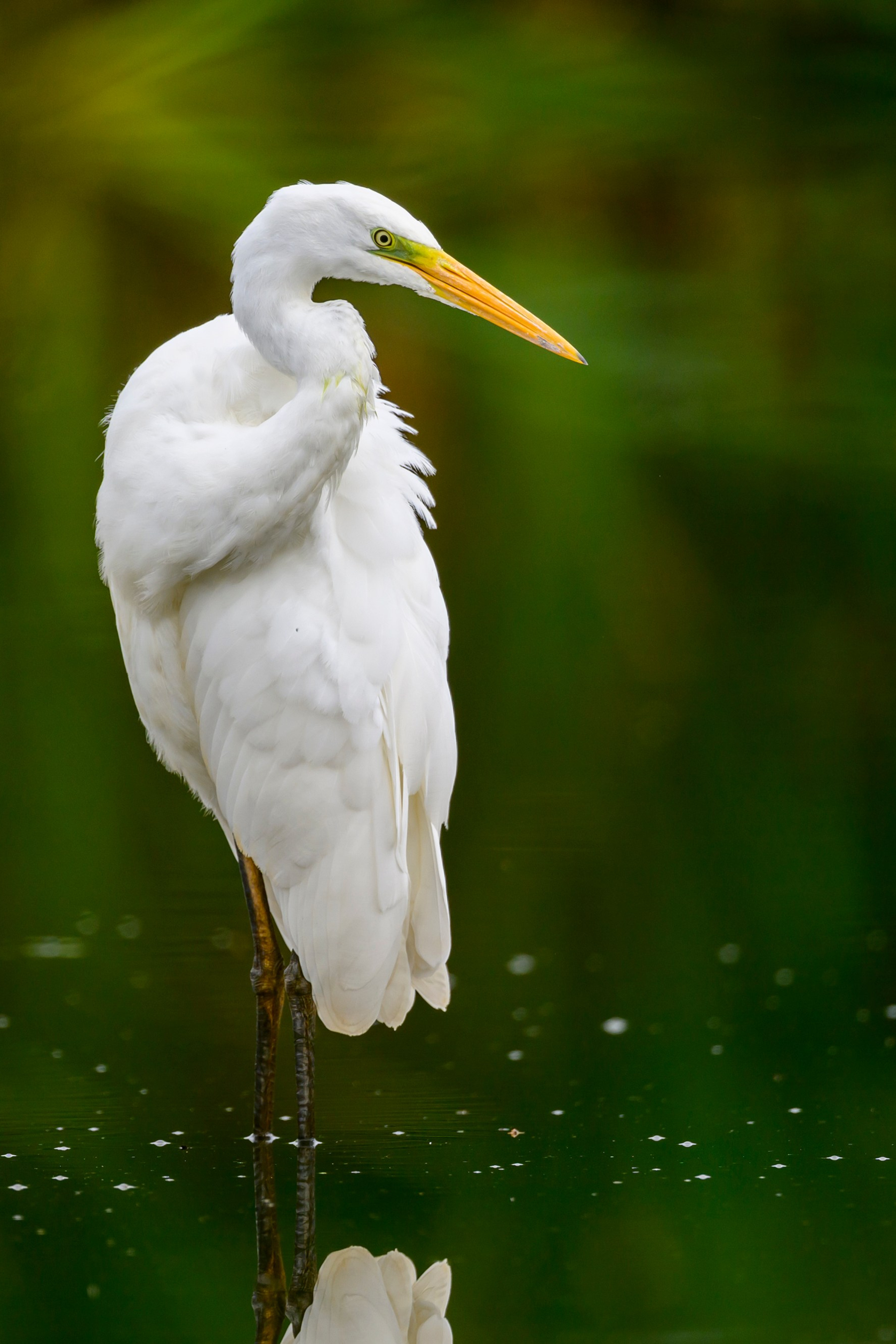 Wildlife photography by Sergey Puponin
