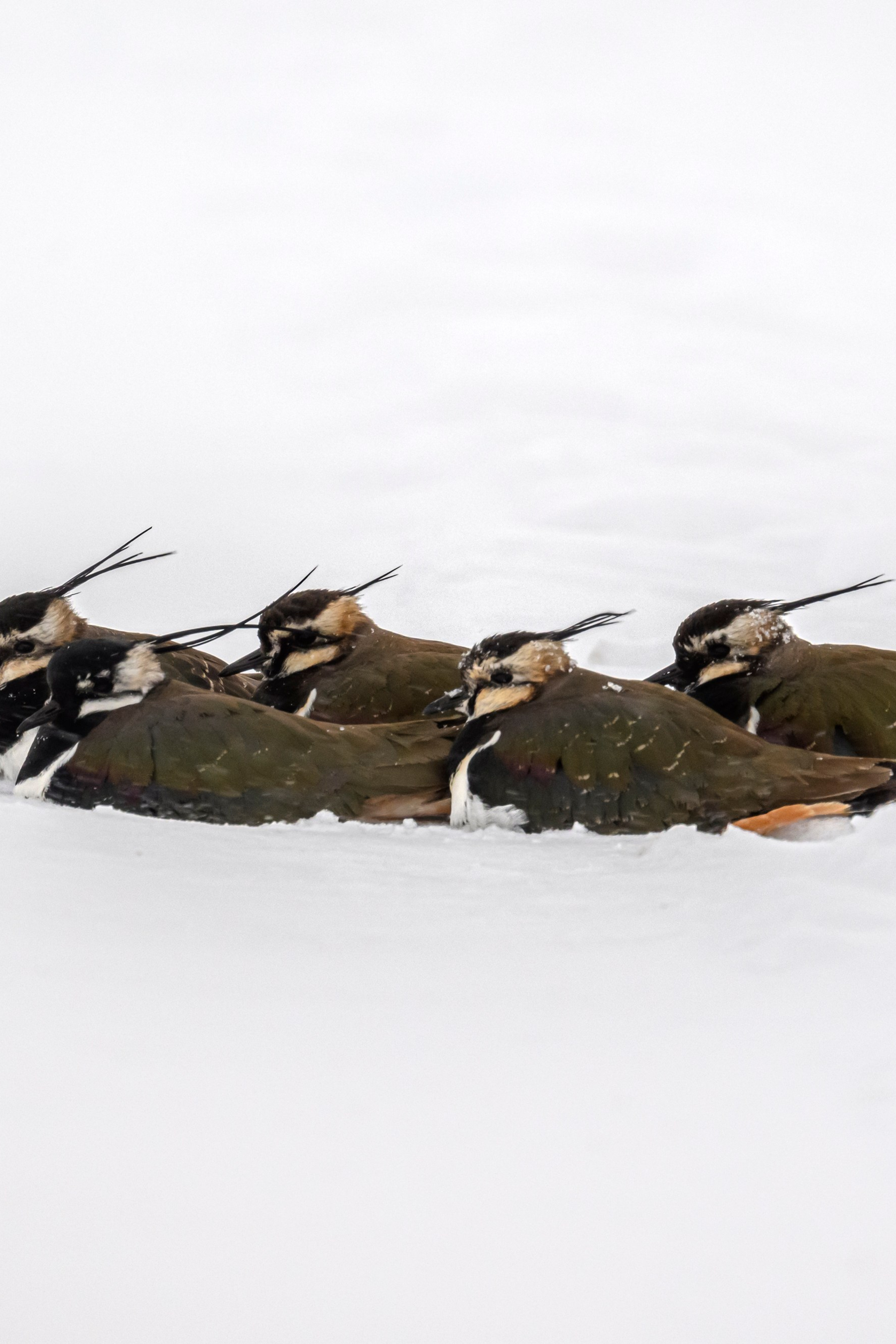 Большой улит. Wildlife photography by Sergey Puponin