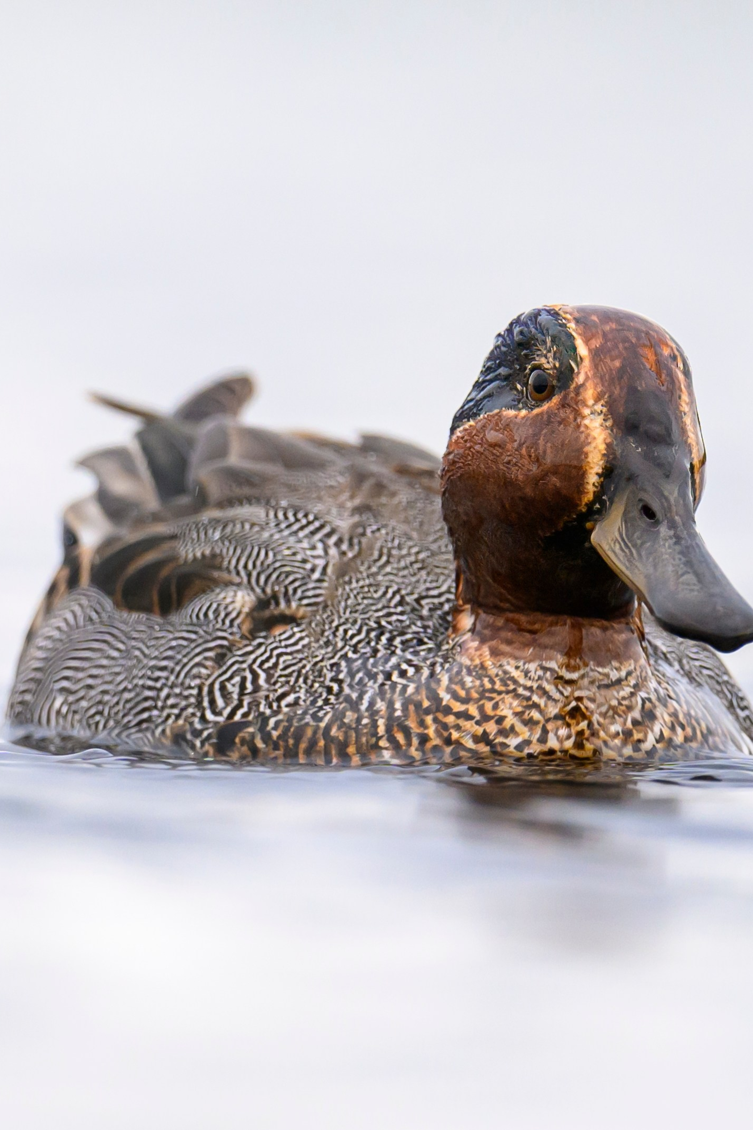 Крачка. Wildlife photography by Sergey Puponin