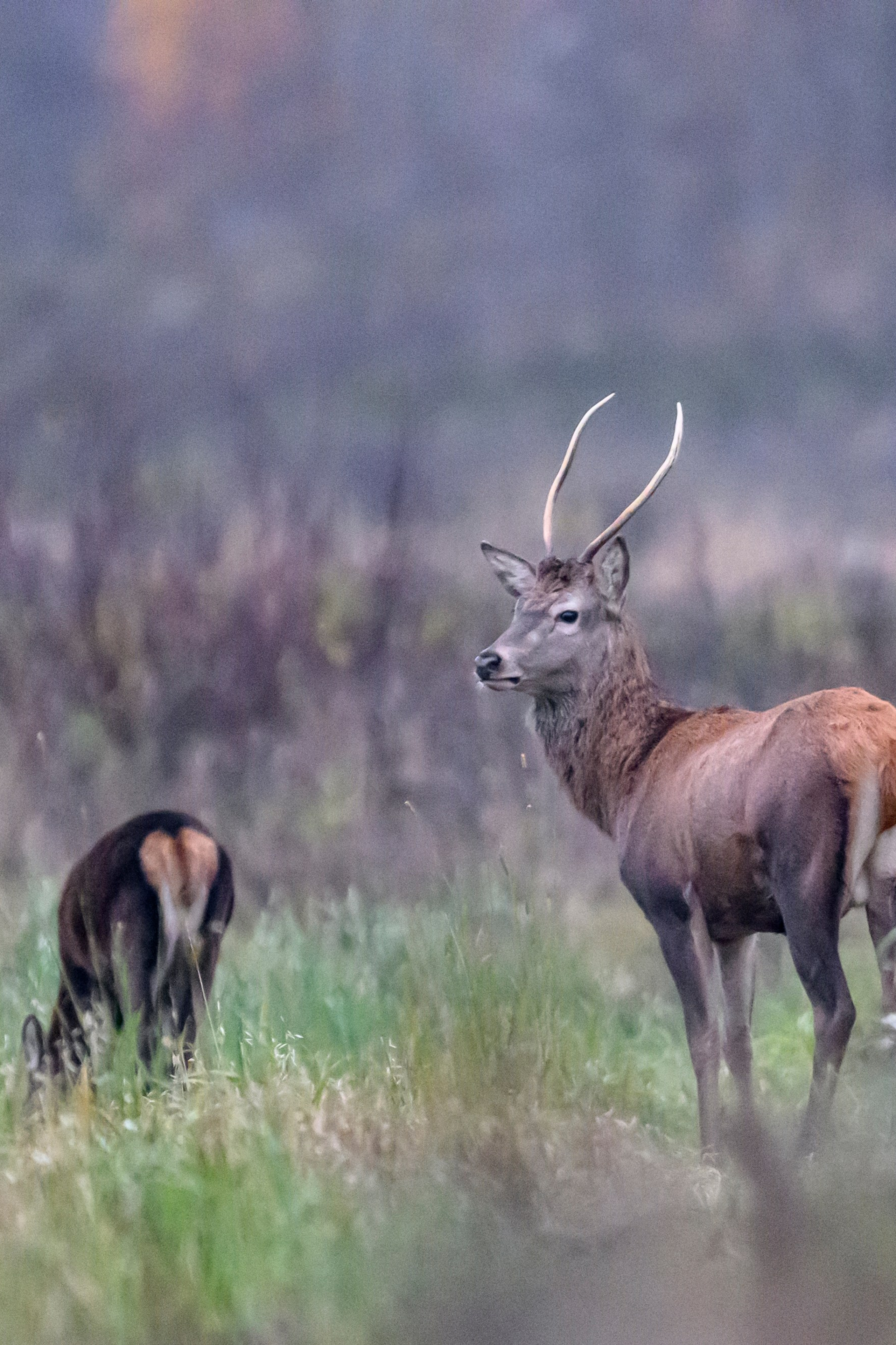 Олени V — Перед рассветом. Wildlife photography by Sergey Puponin