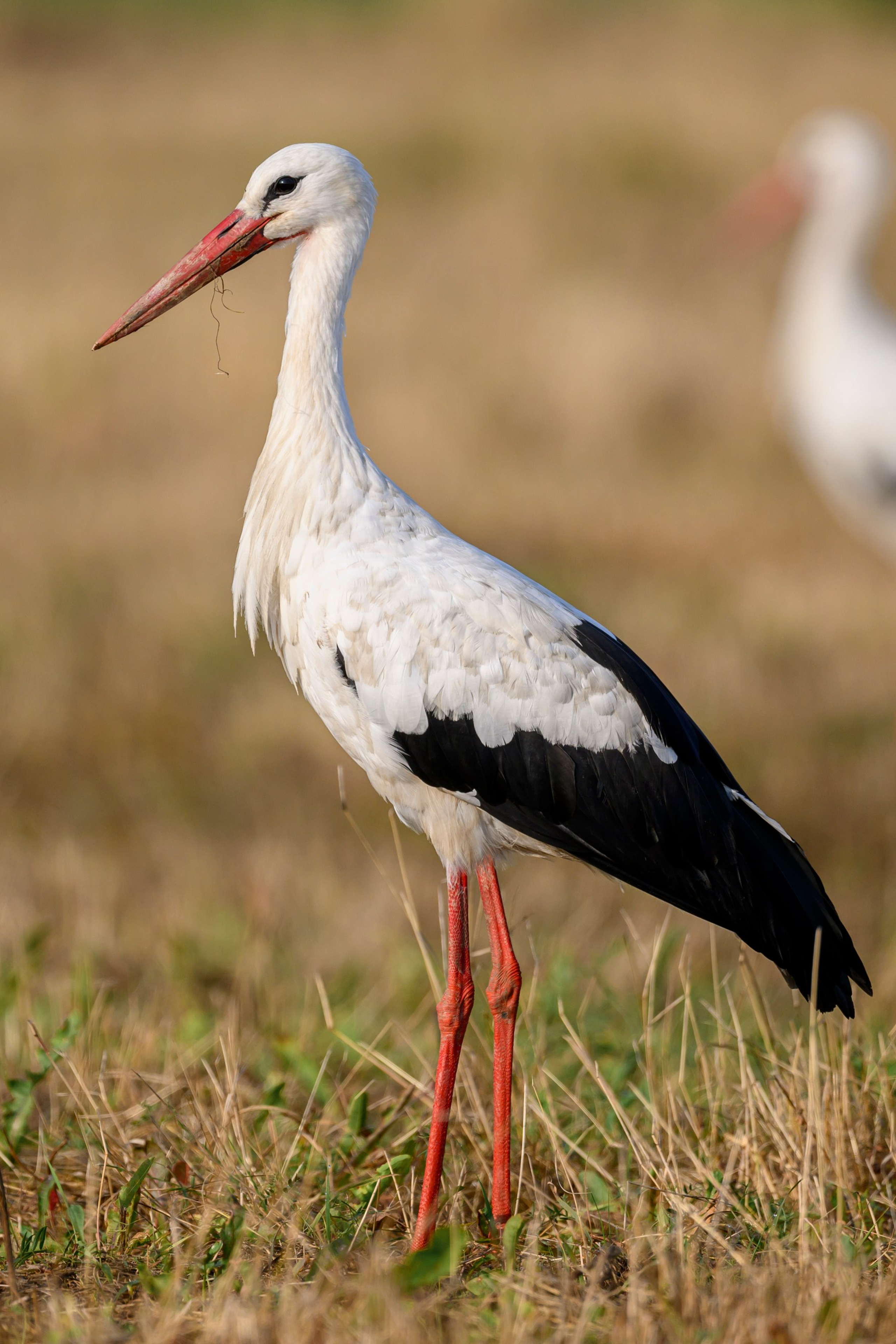 Коршуны. Wildlife photography by Sergey Puponin