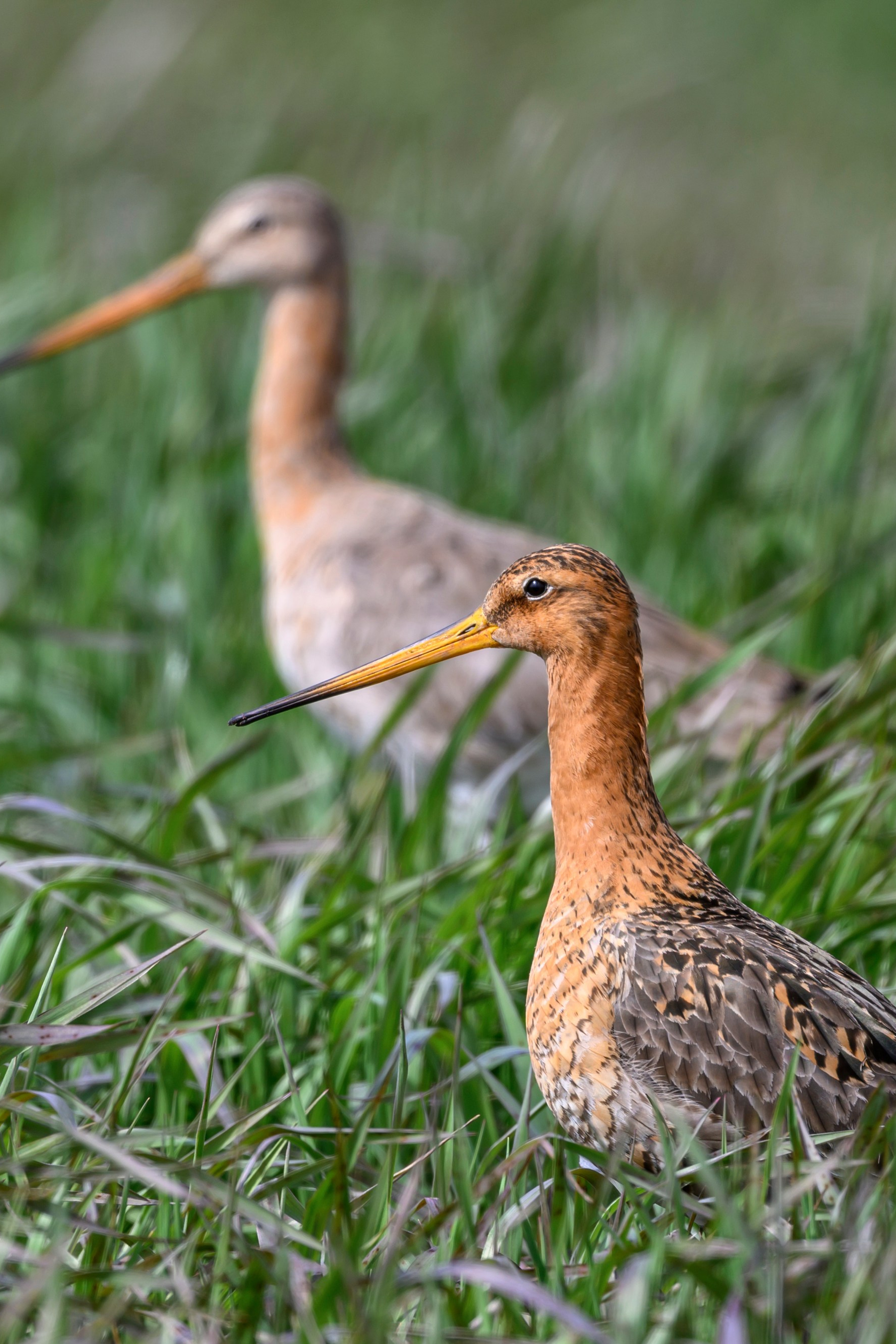 Жаворонок. Фотограф Сергей Пупонин