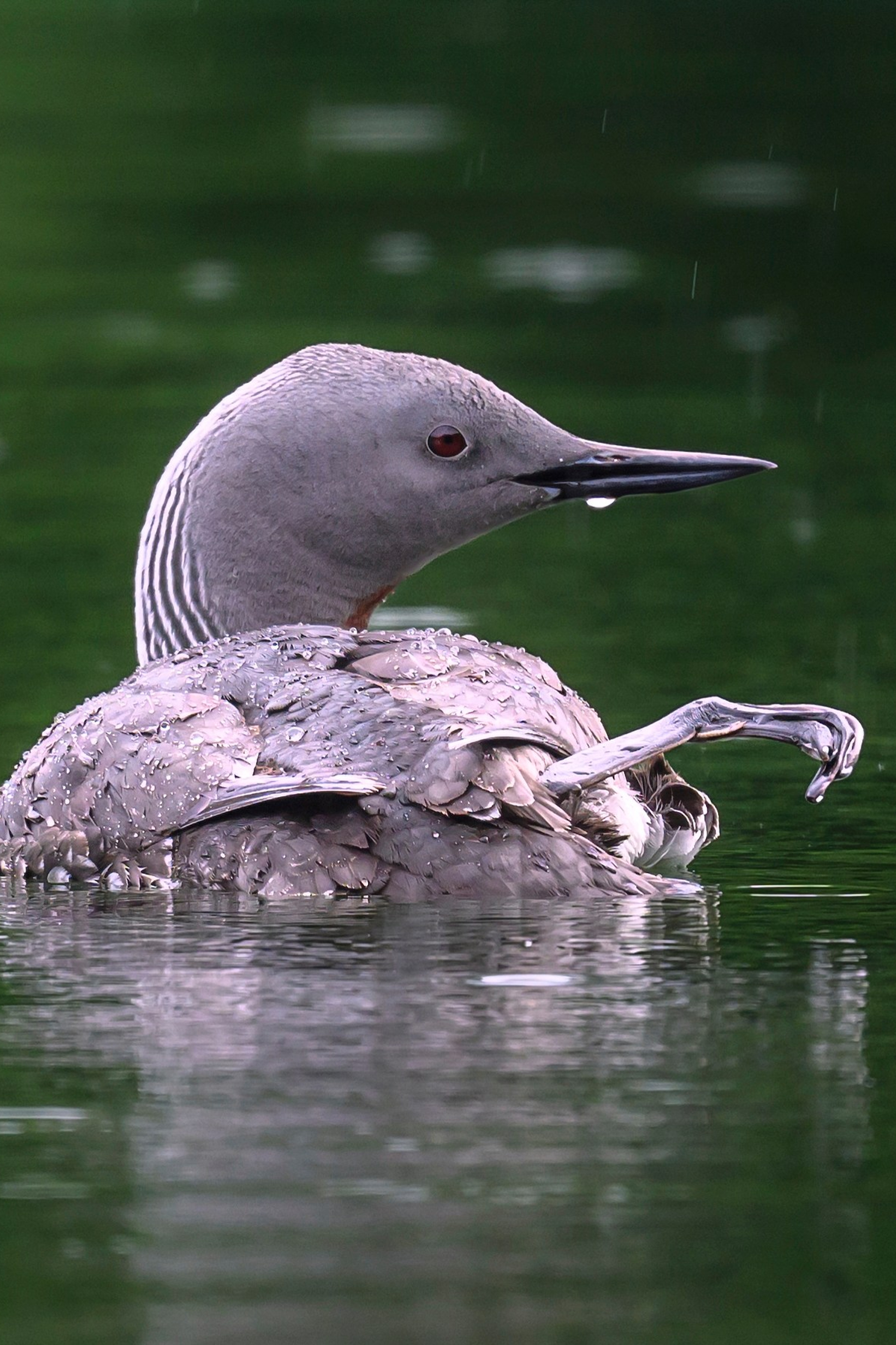 Wildlife photography by Sergey Puponin