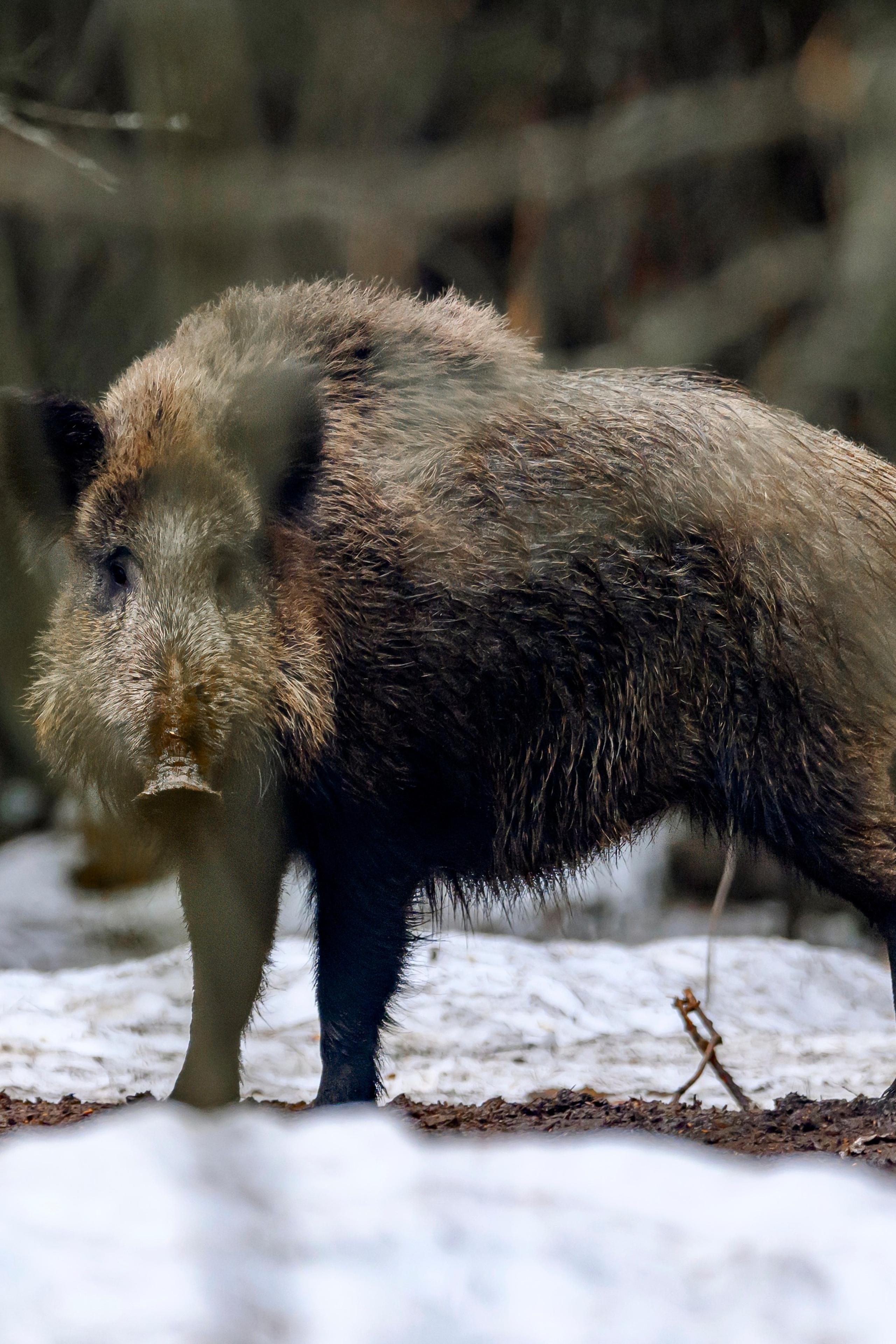 Аисты. Фотограф Сергей Пупонин