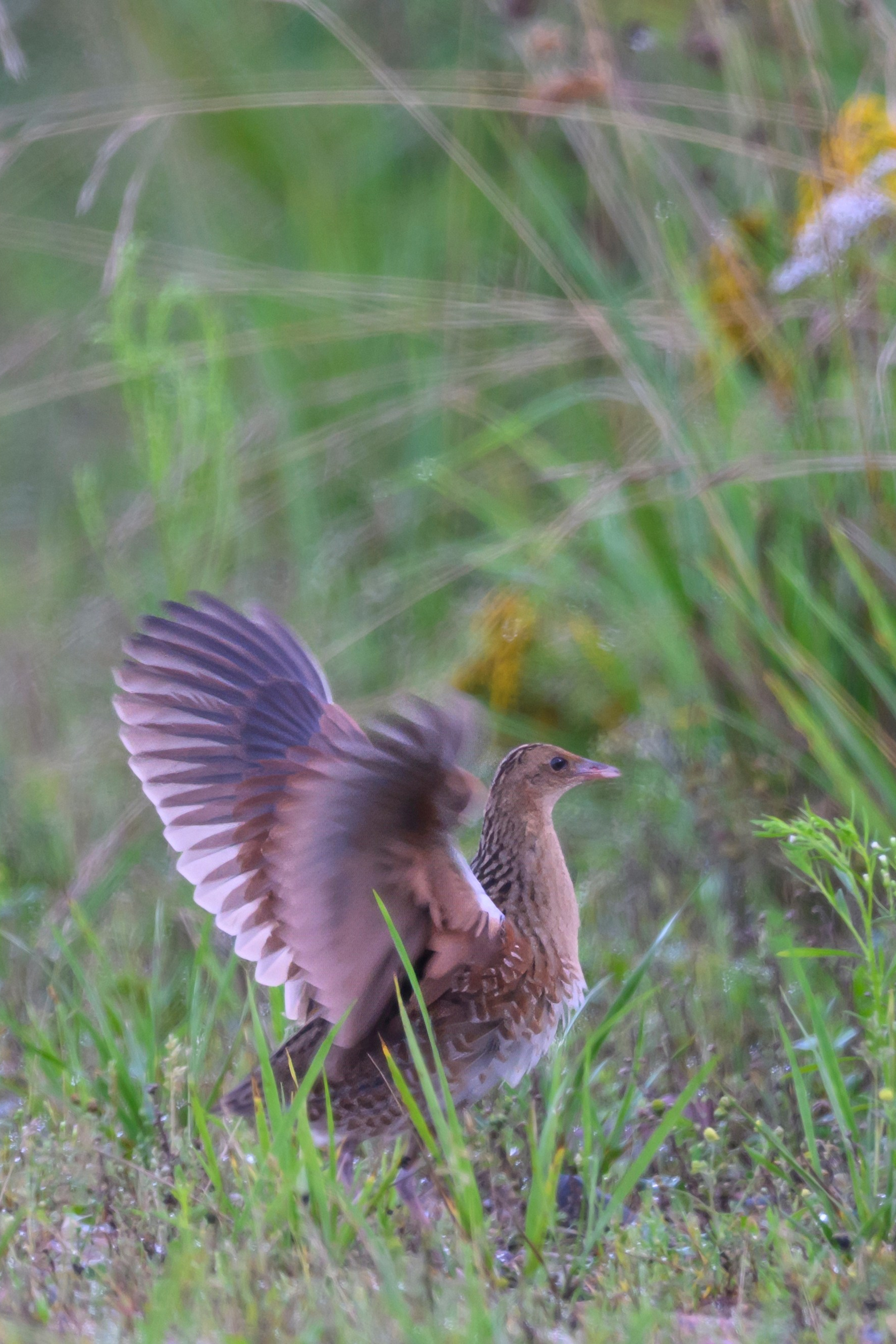 Blog. Wildlife photography by Sergey Puponin