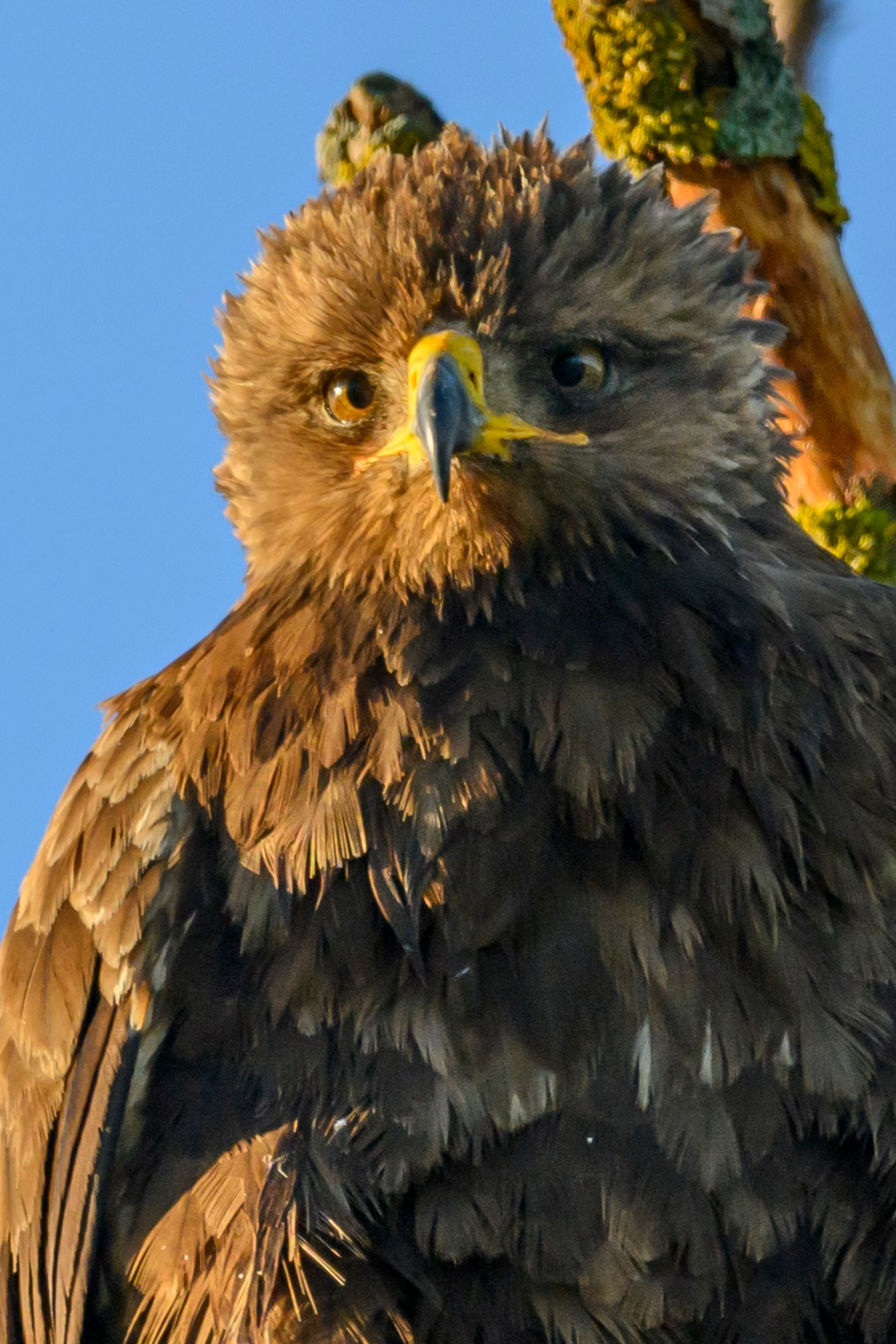 Коршуны. Wildlife photography by Sergey Puponin