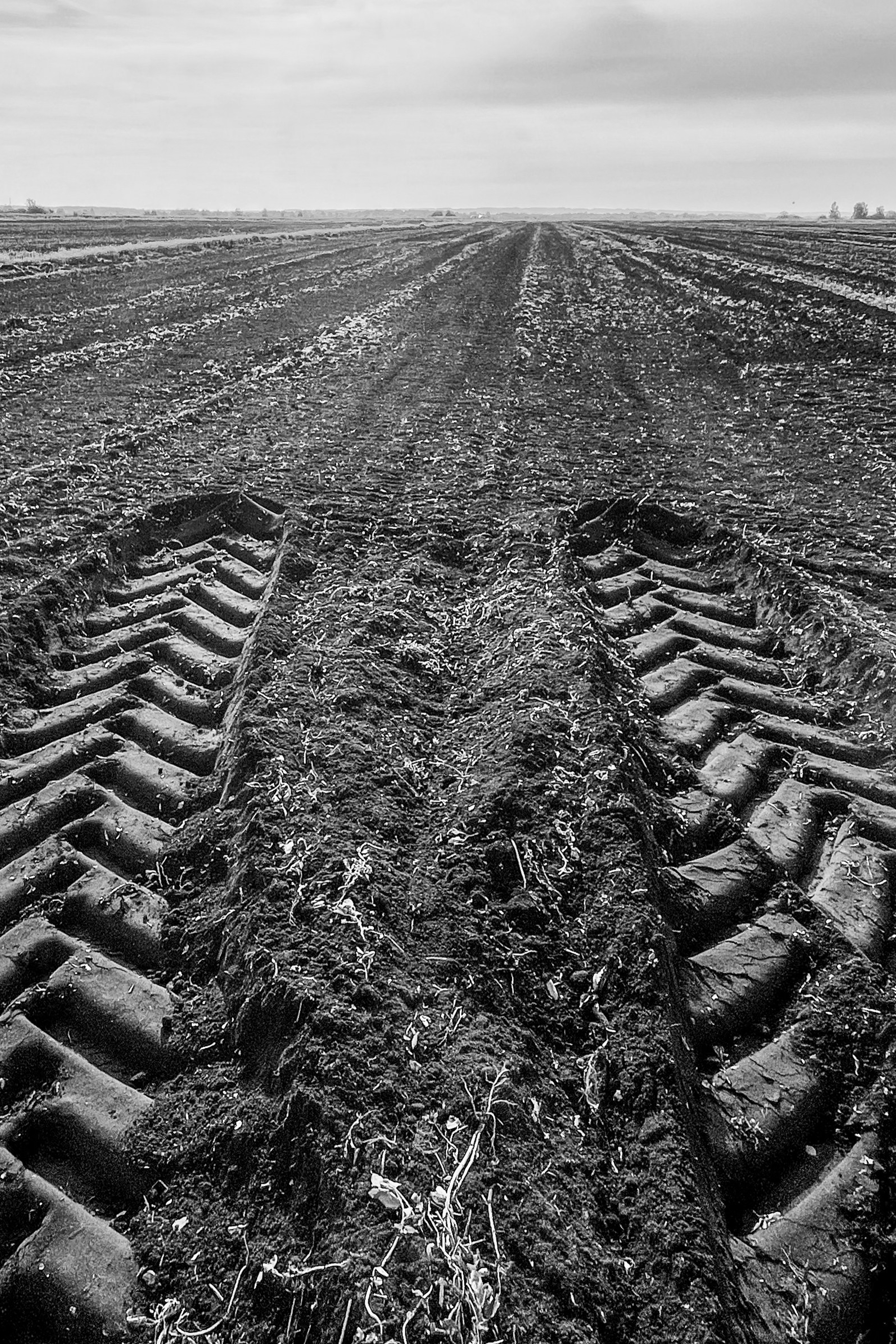 Коршуны развлекаются. Фотограф Сергей Пупонин