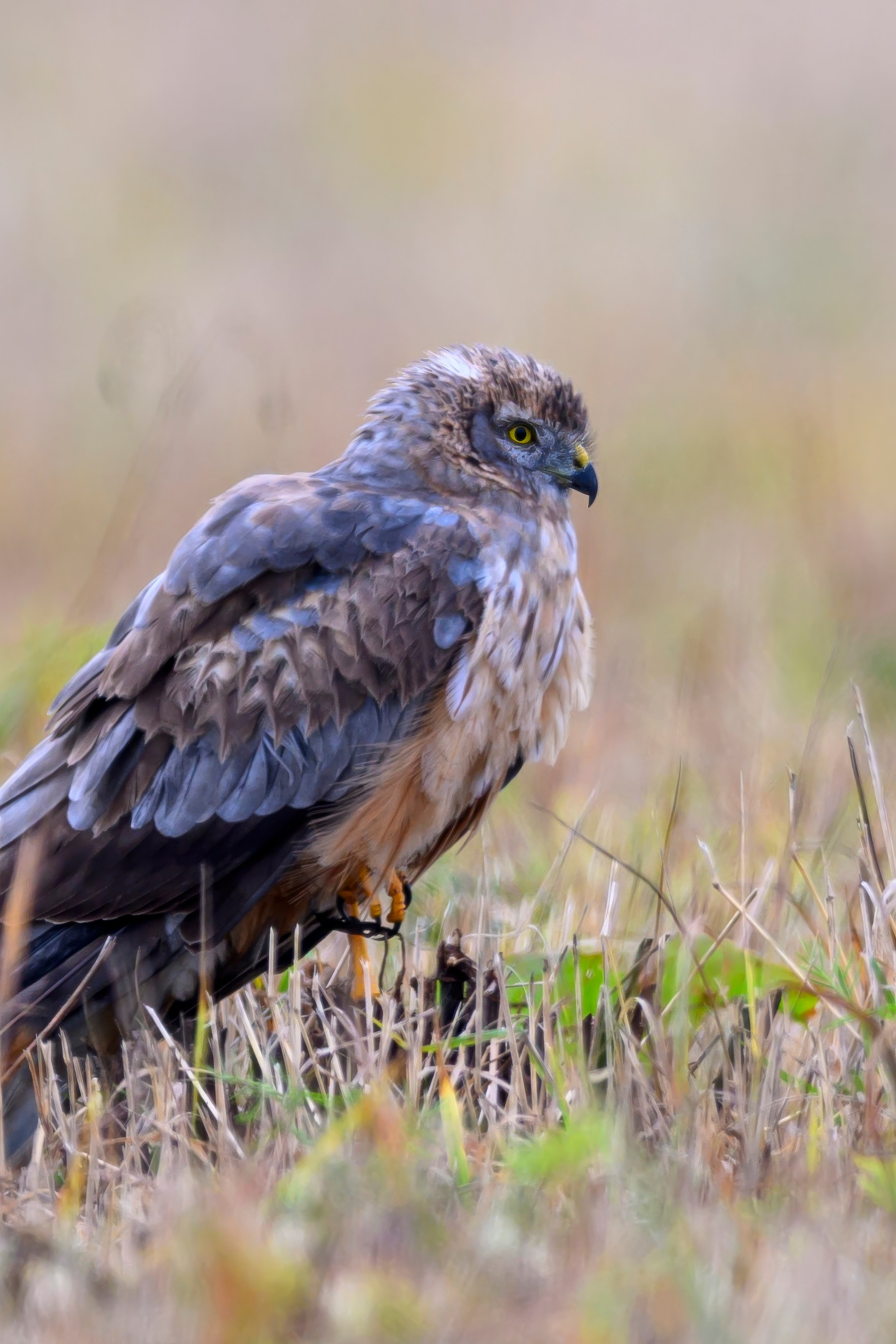 Коршуны. Wildlife photography by Sergey Puponin