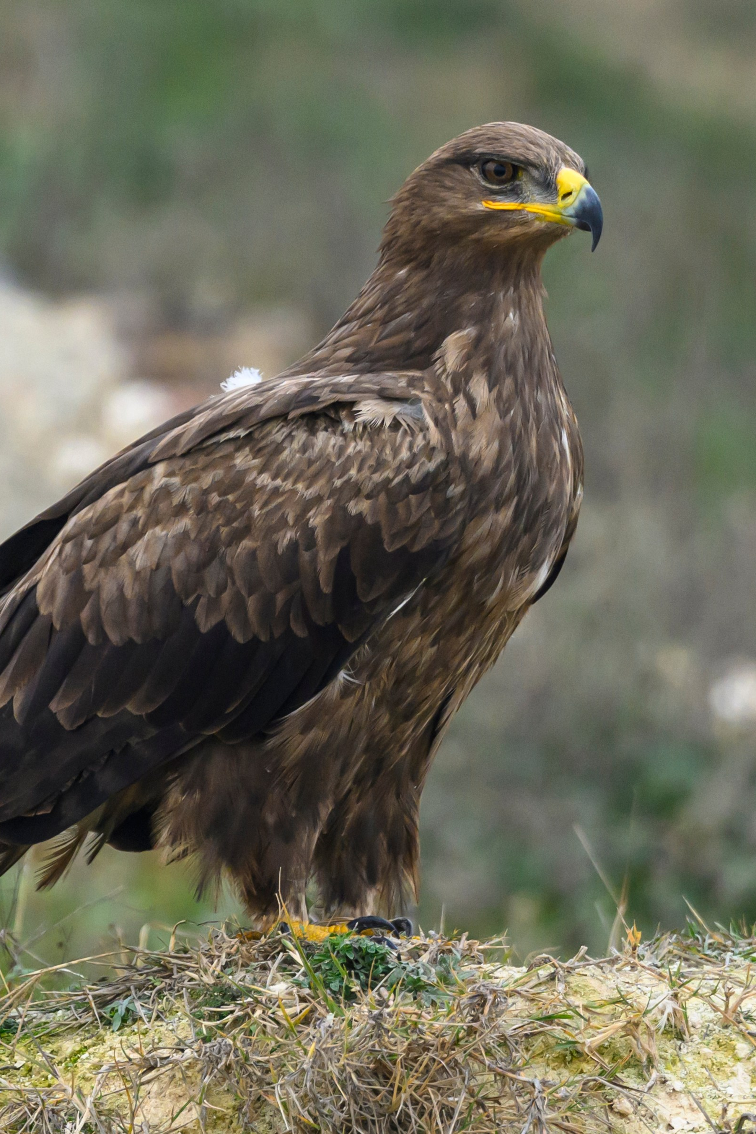 Kruger National Park, South Africa. Wildlife photography by Sergey Puponin