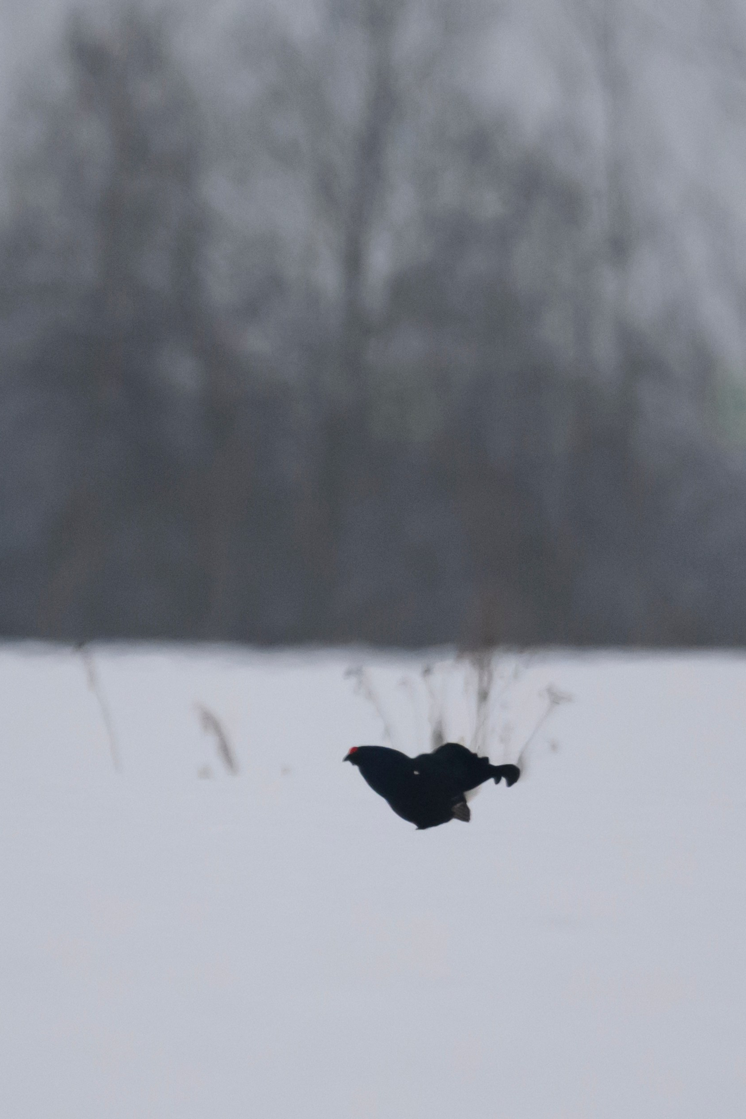 Лоси и куропатки. Фотограф Сергей Пупонин