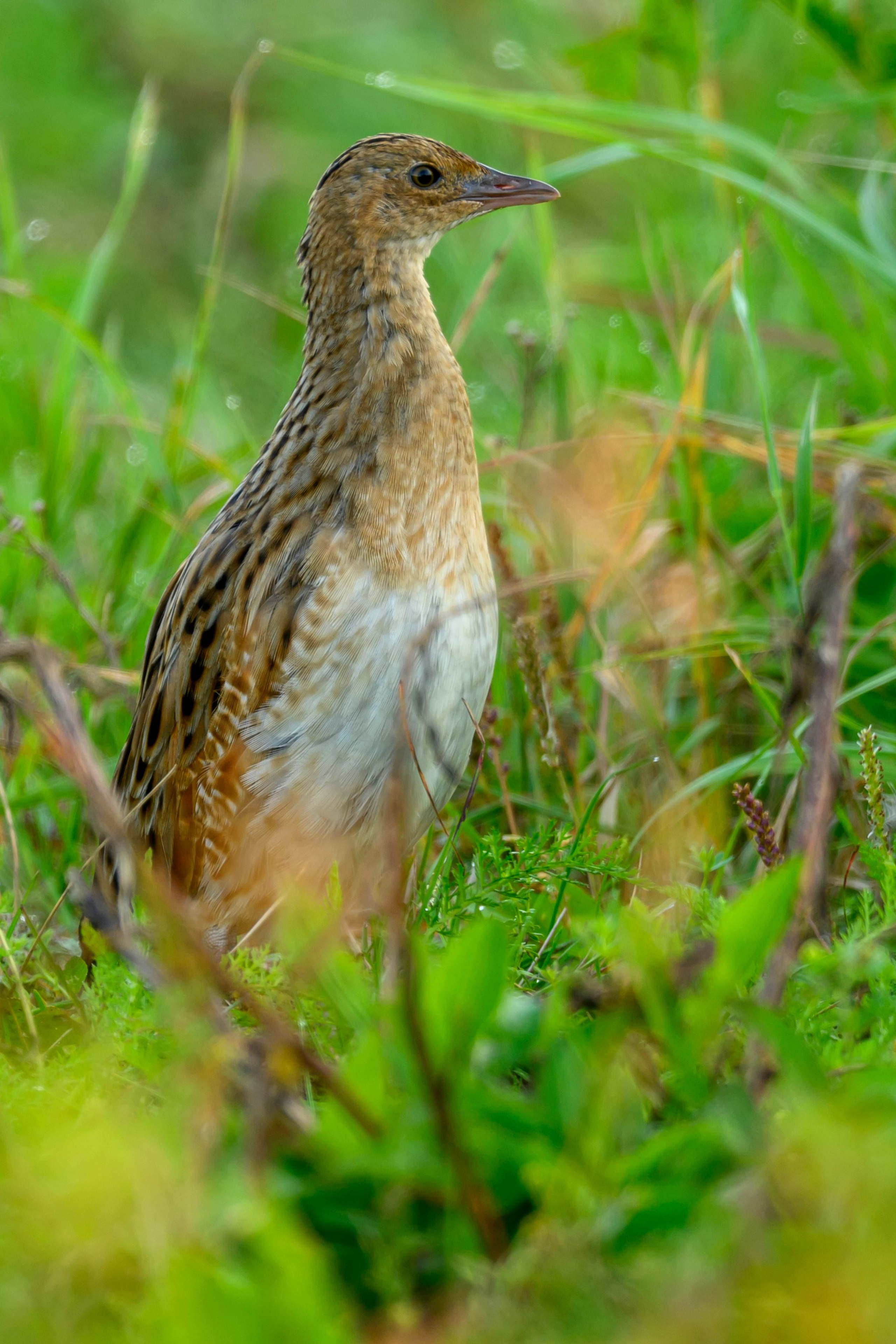 Коршуны. Wildlife photography by Sergey Puponin