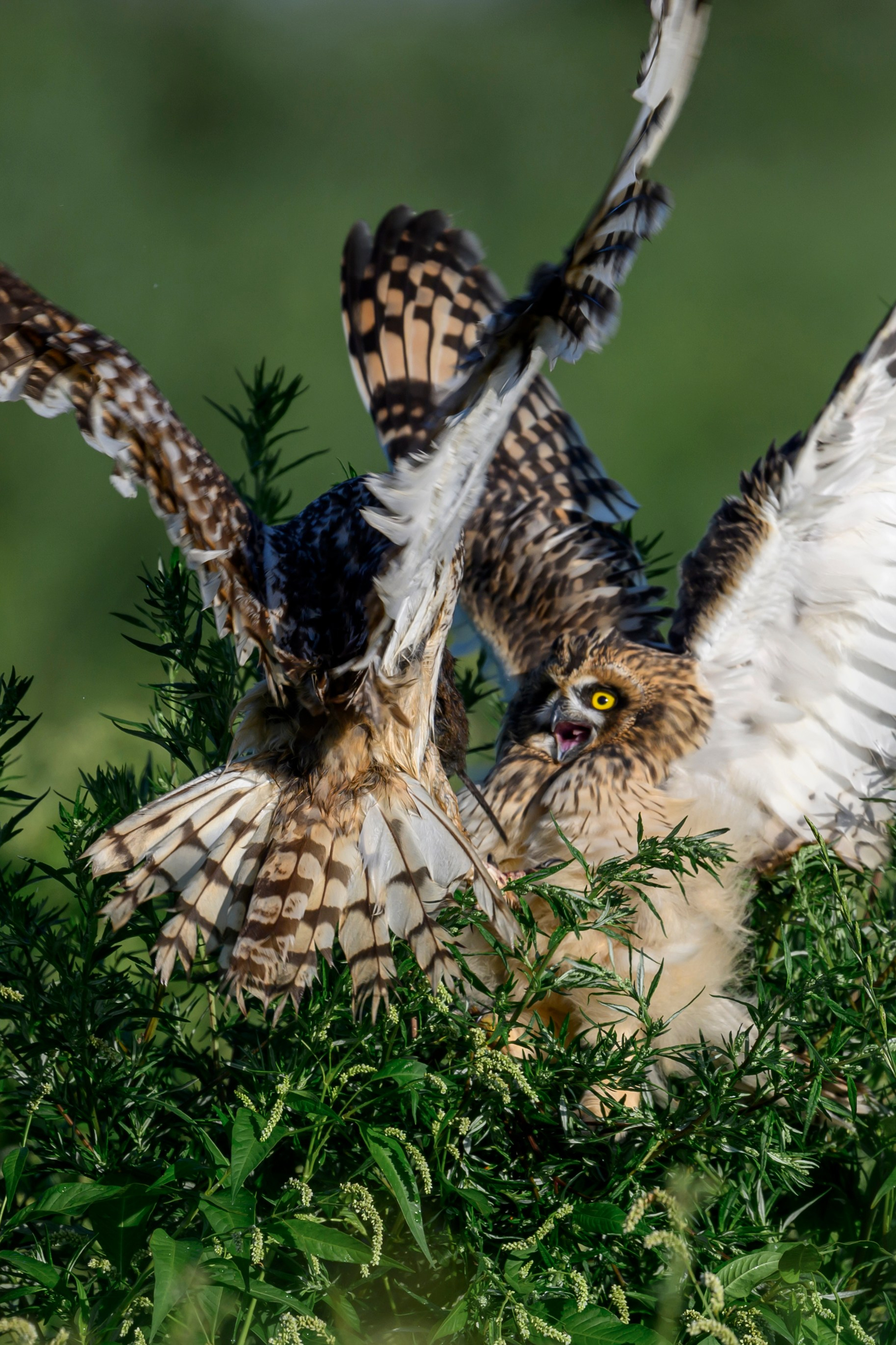 Три совенка.The Three Owlets. Wildlife photography by Sergey Puponin