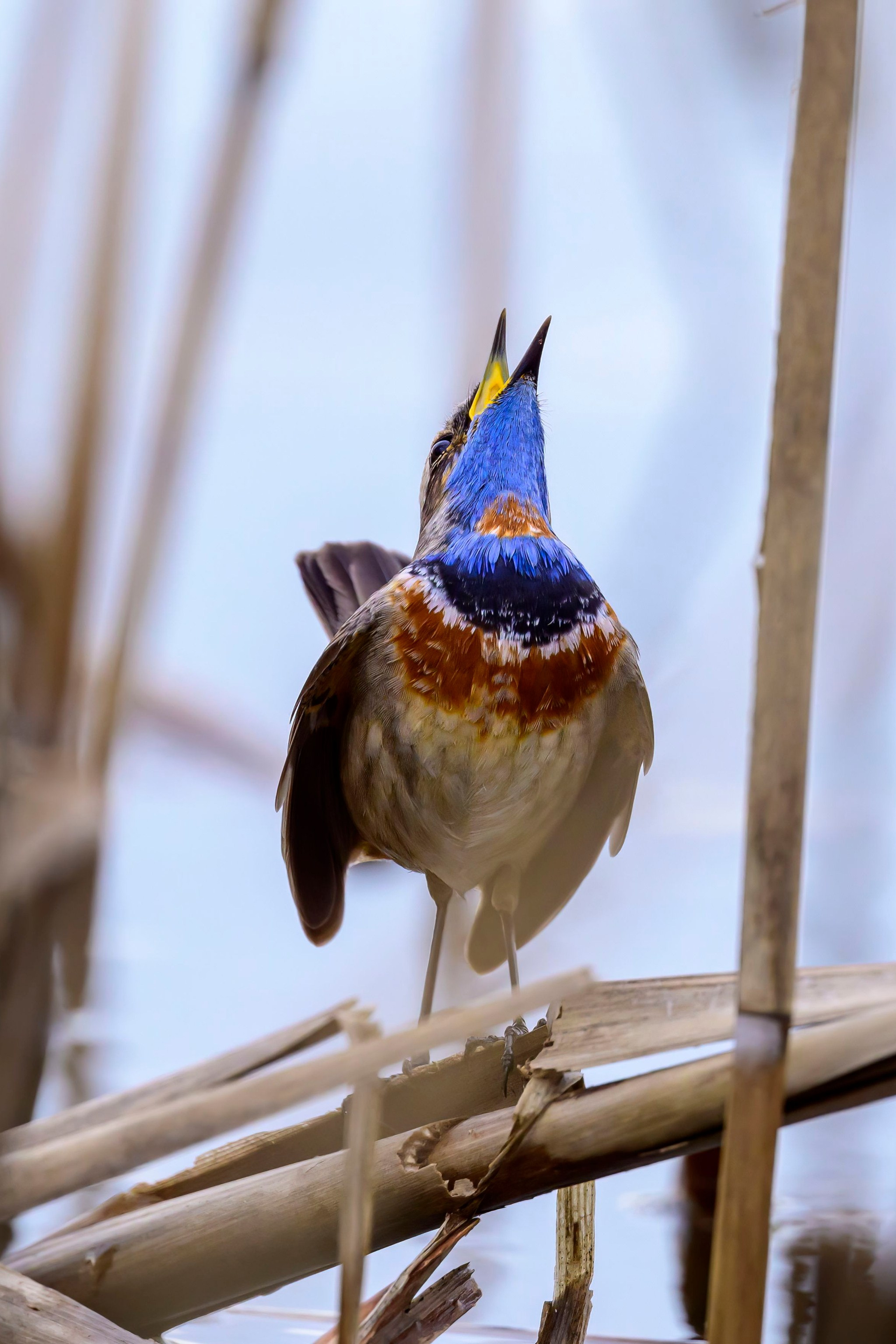 Охота совы и другая живность. Фотограф Сергей Пупонин