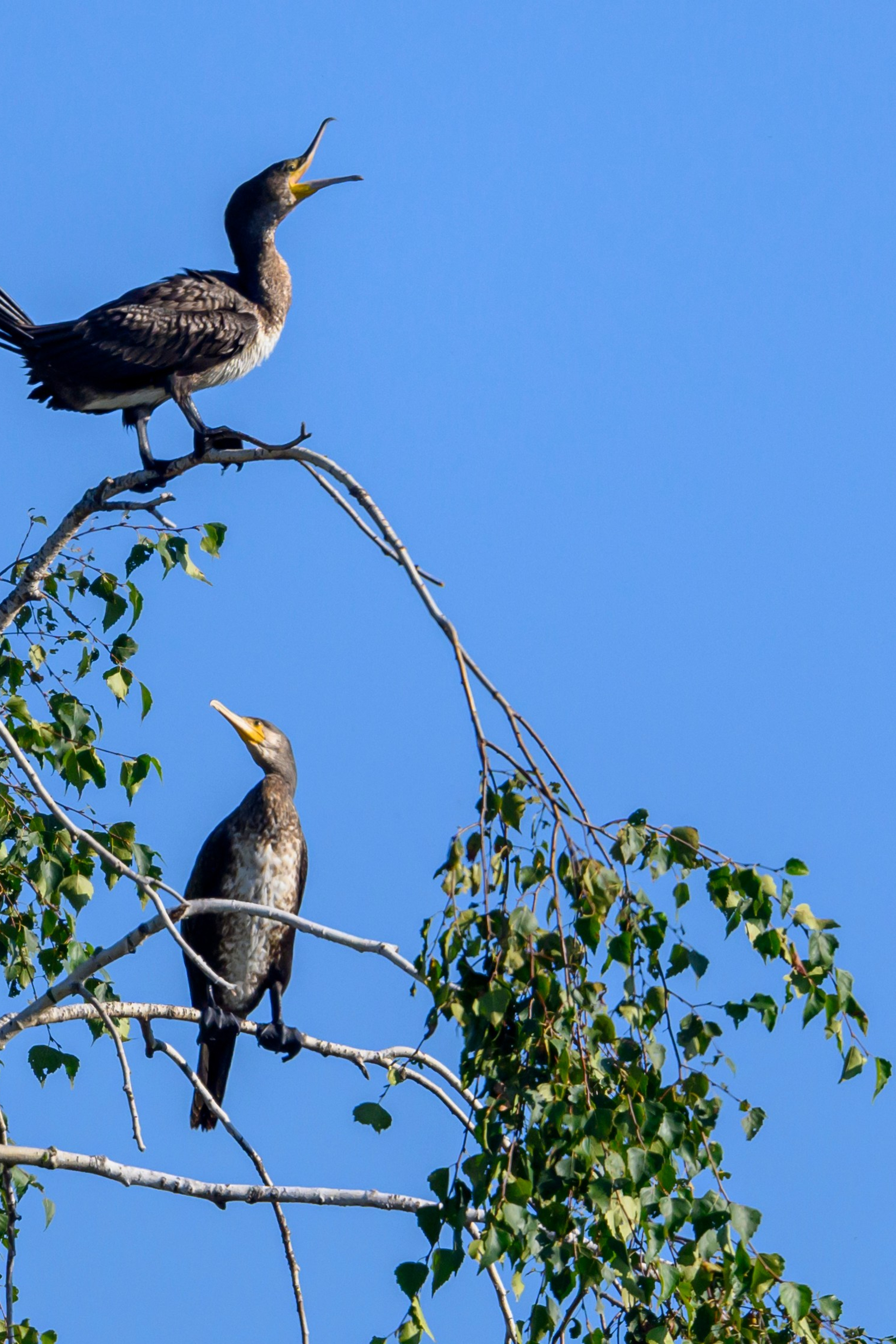 Скопа и канюк. The Osprey and the Buzzard. Фотограф Сергей Пупонин