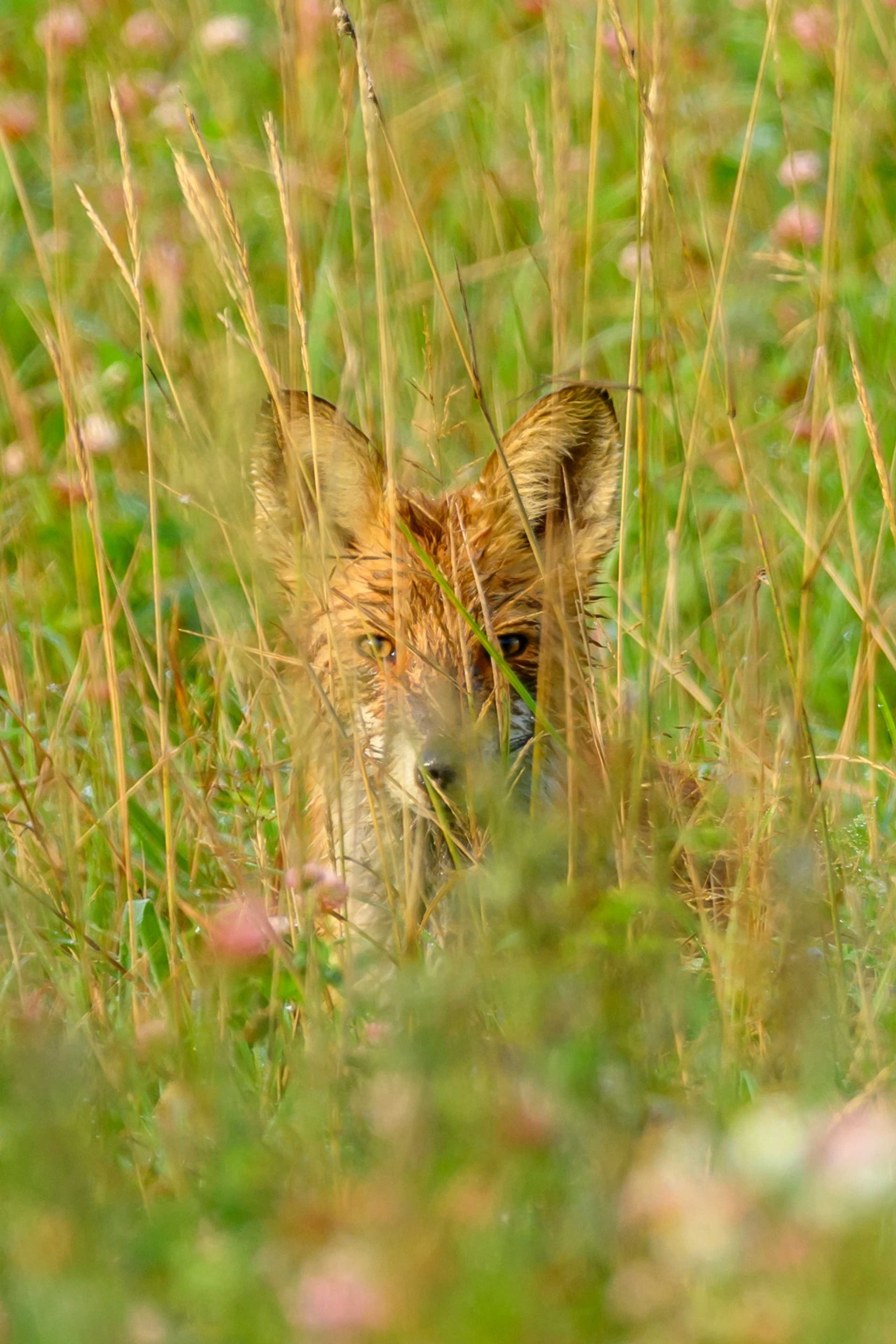 Коршуны. Wildlife photography by Sergey Puponin