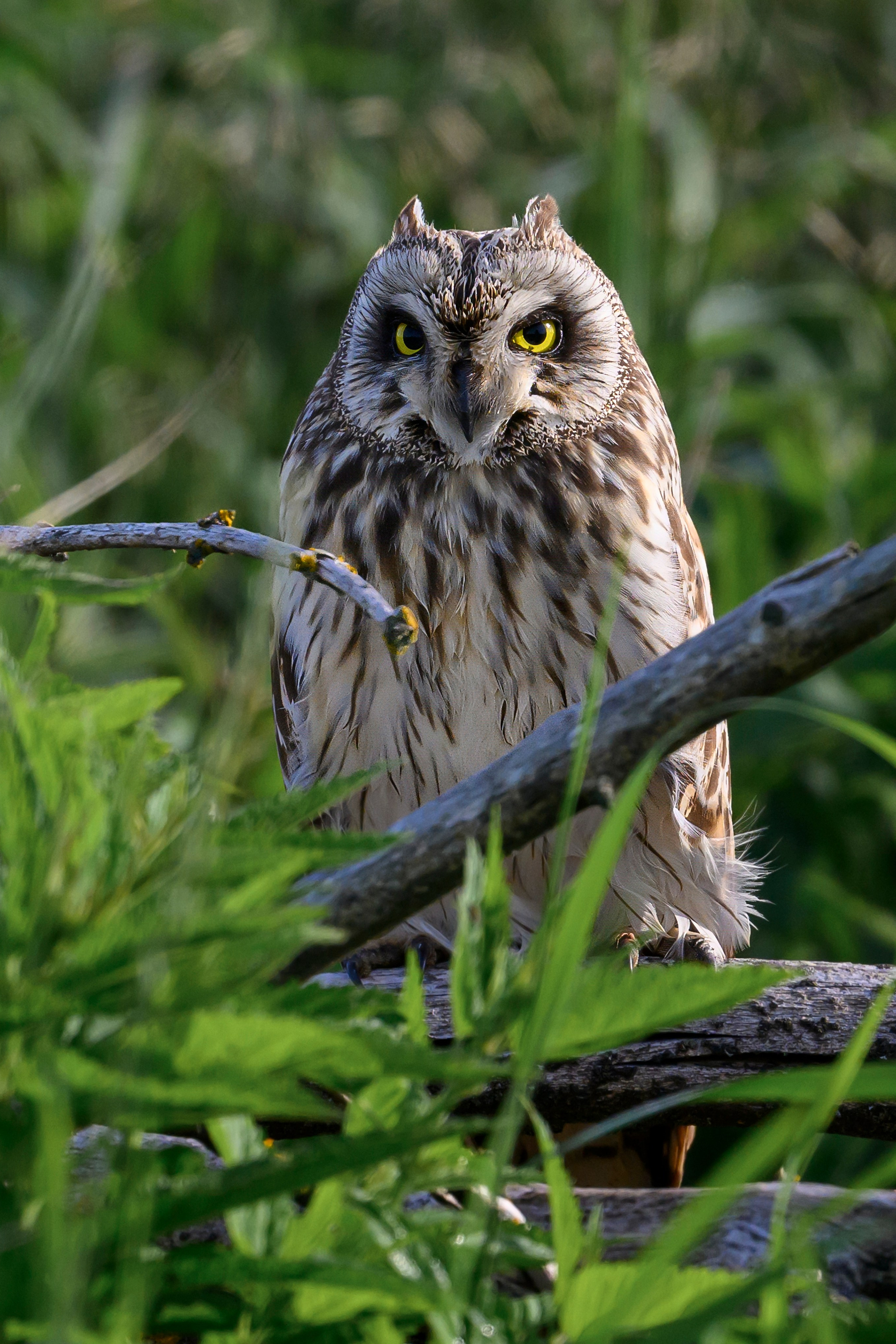 Битва сов и кормление совят. The Owl Battle and Feeding the Nestlings. Фотограф Сергей Пупонин
