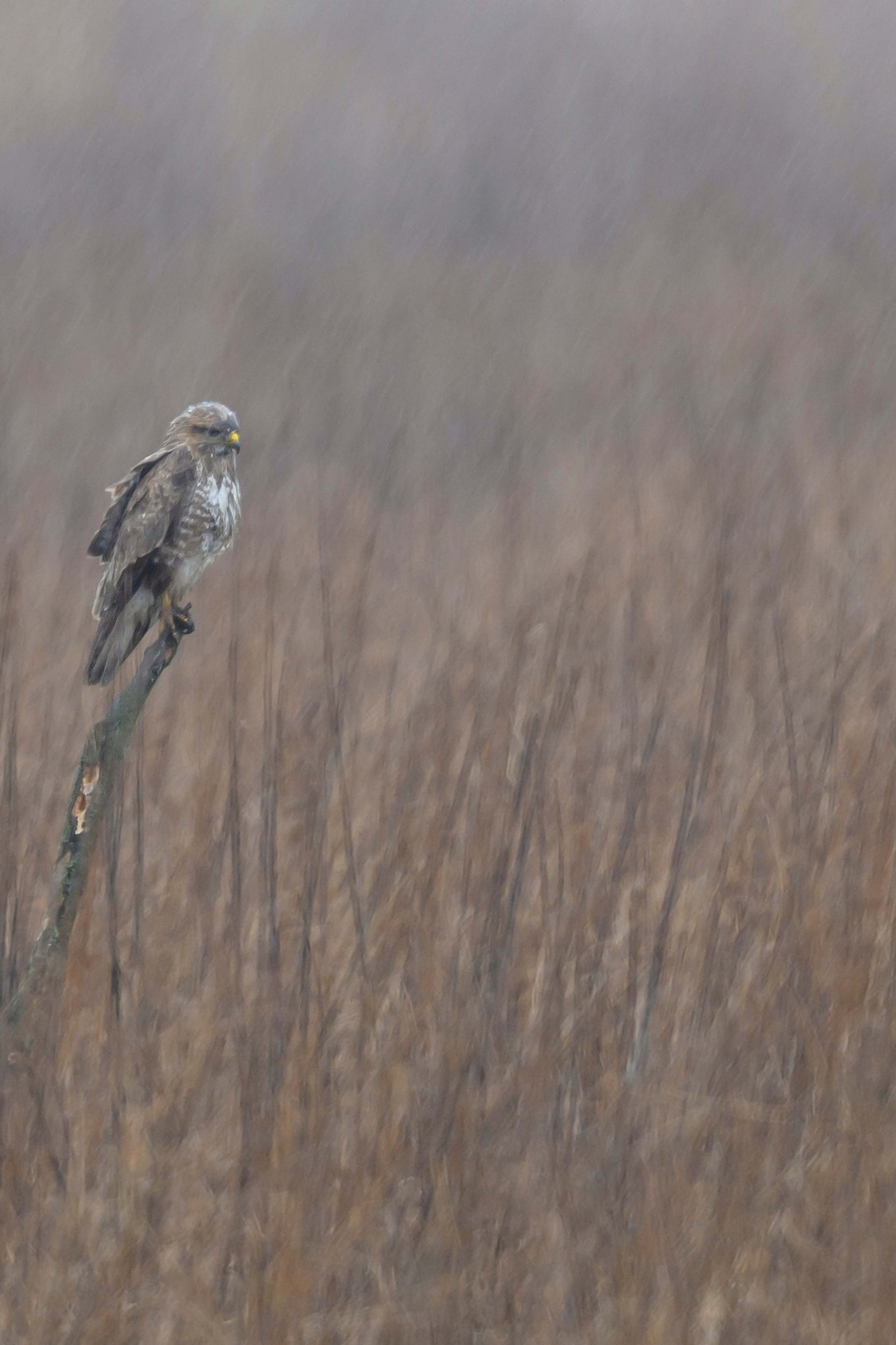 Жаворонок. Фотограф Сергей Пупонин