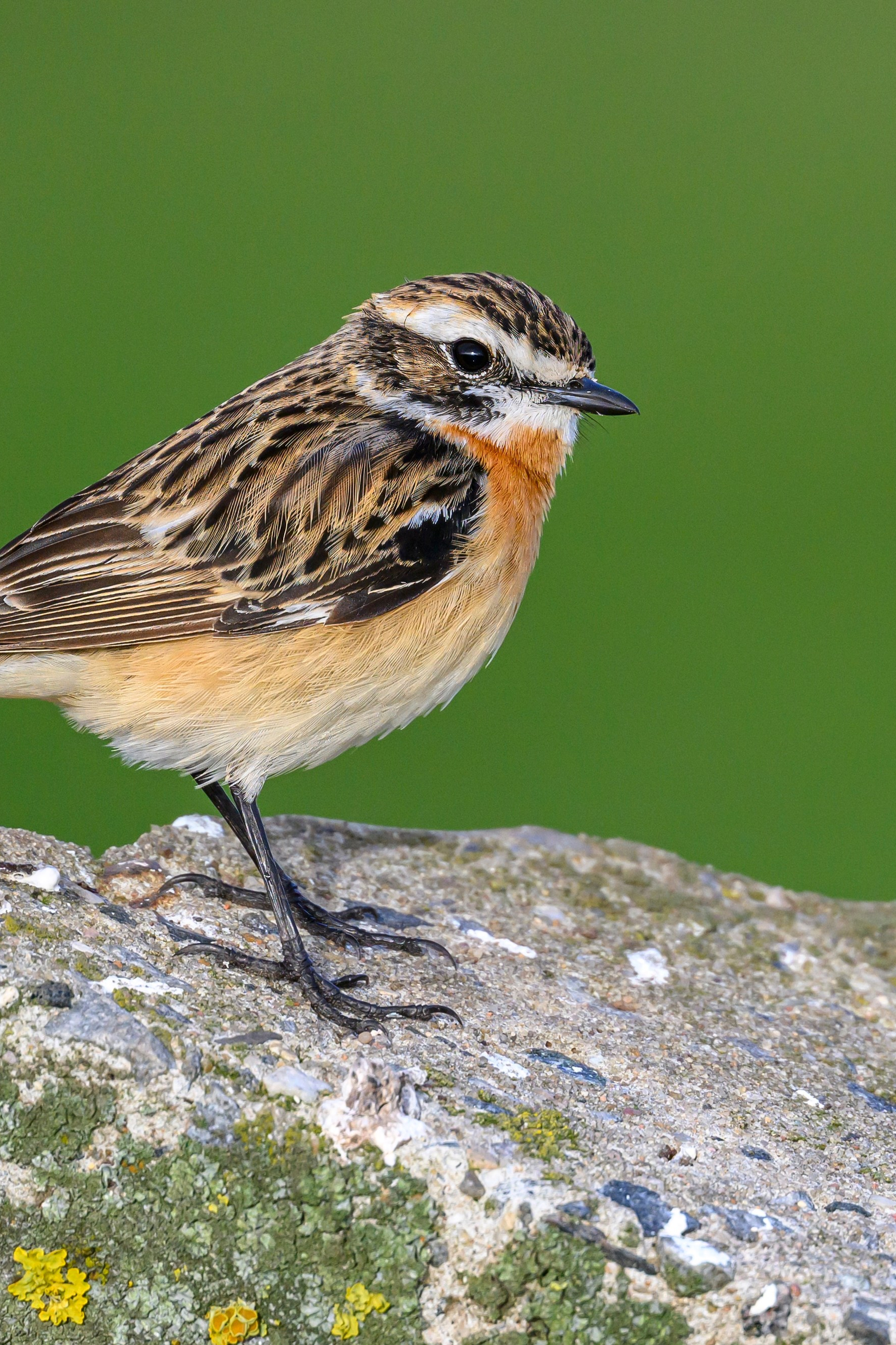 Жаворонок. Фотограф Сергей Пупонин
