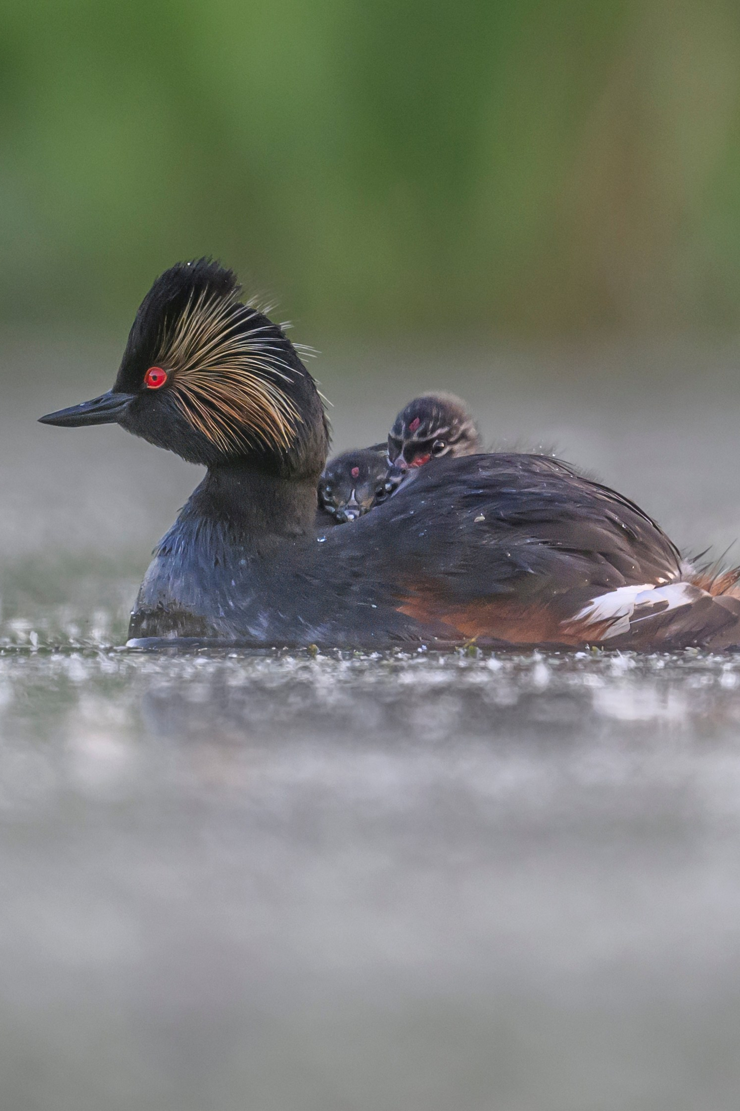 Поле с гнездами вспахали. Фотограф Сергей Пупонин