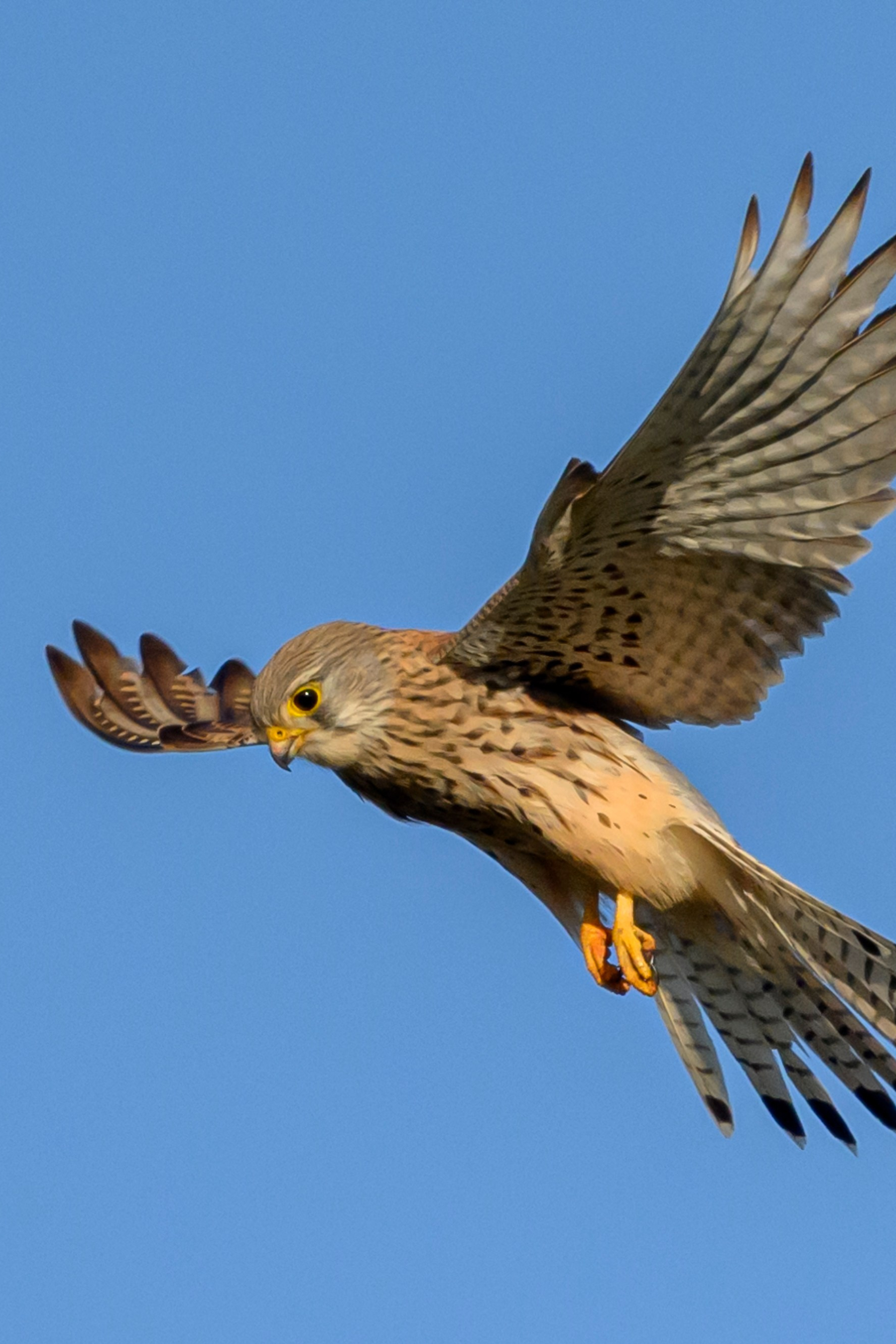 Жаворонок. Фотограф Сергей Пупонин