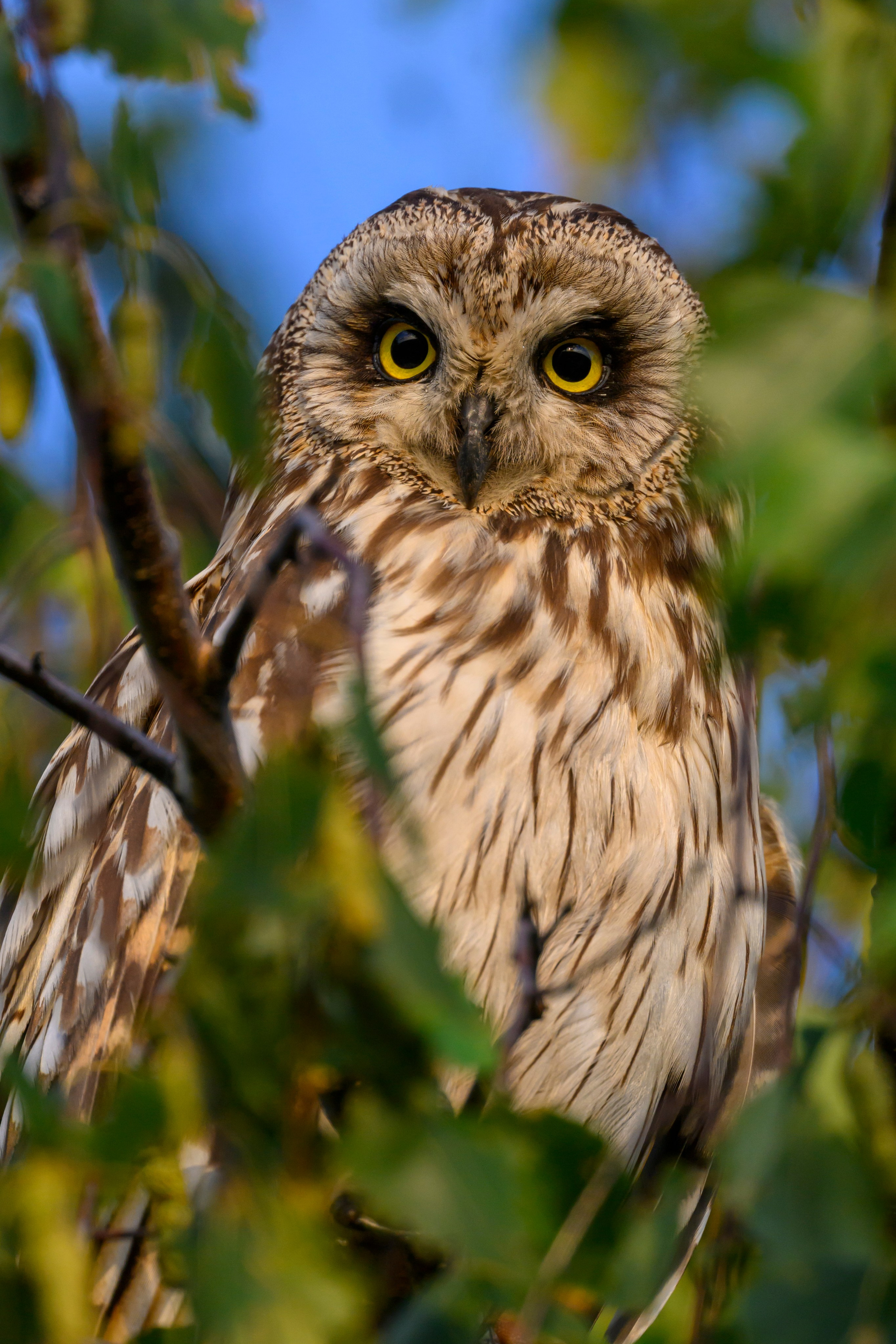 Утро с совятами. Morning with Owlets. Фотограф Сергей Пупонин