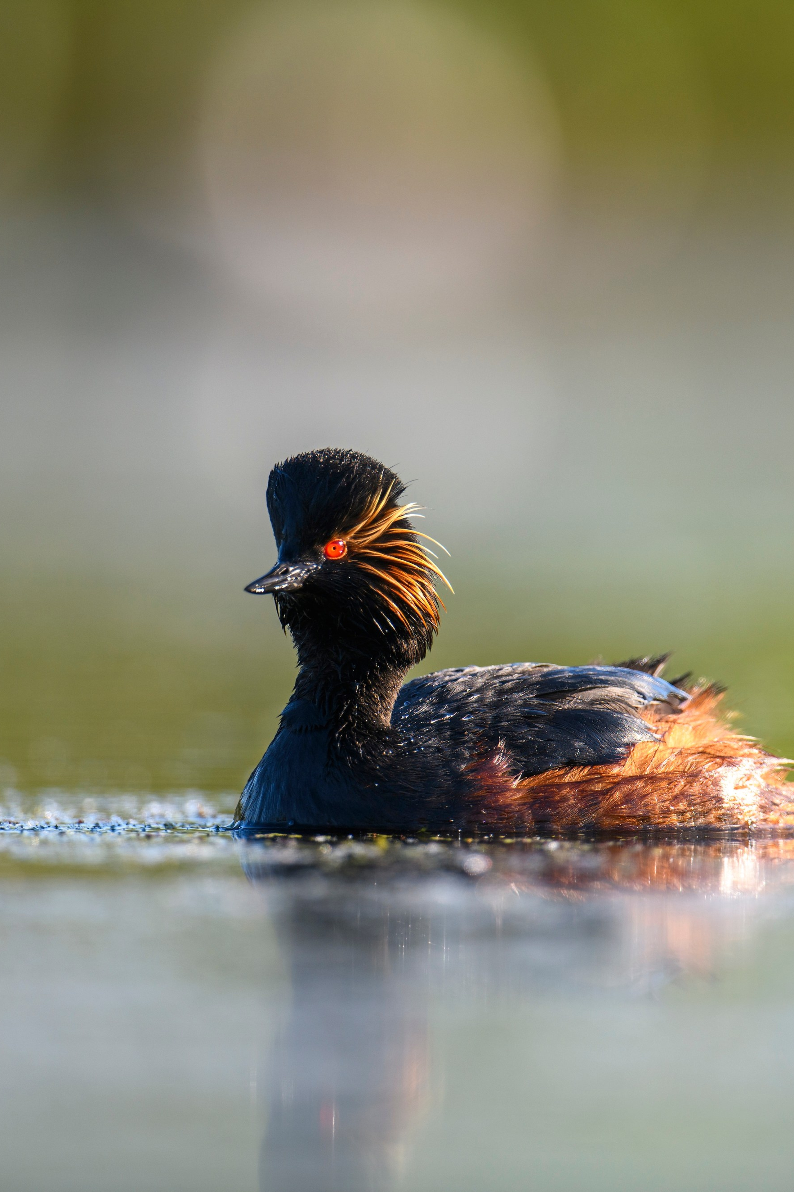 Поле с гнездами вспахали. Фотограф Сергей Пупонин