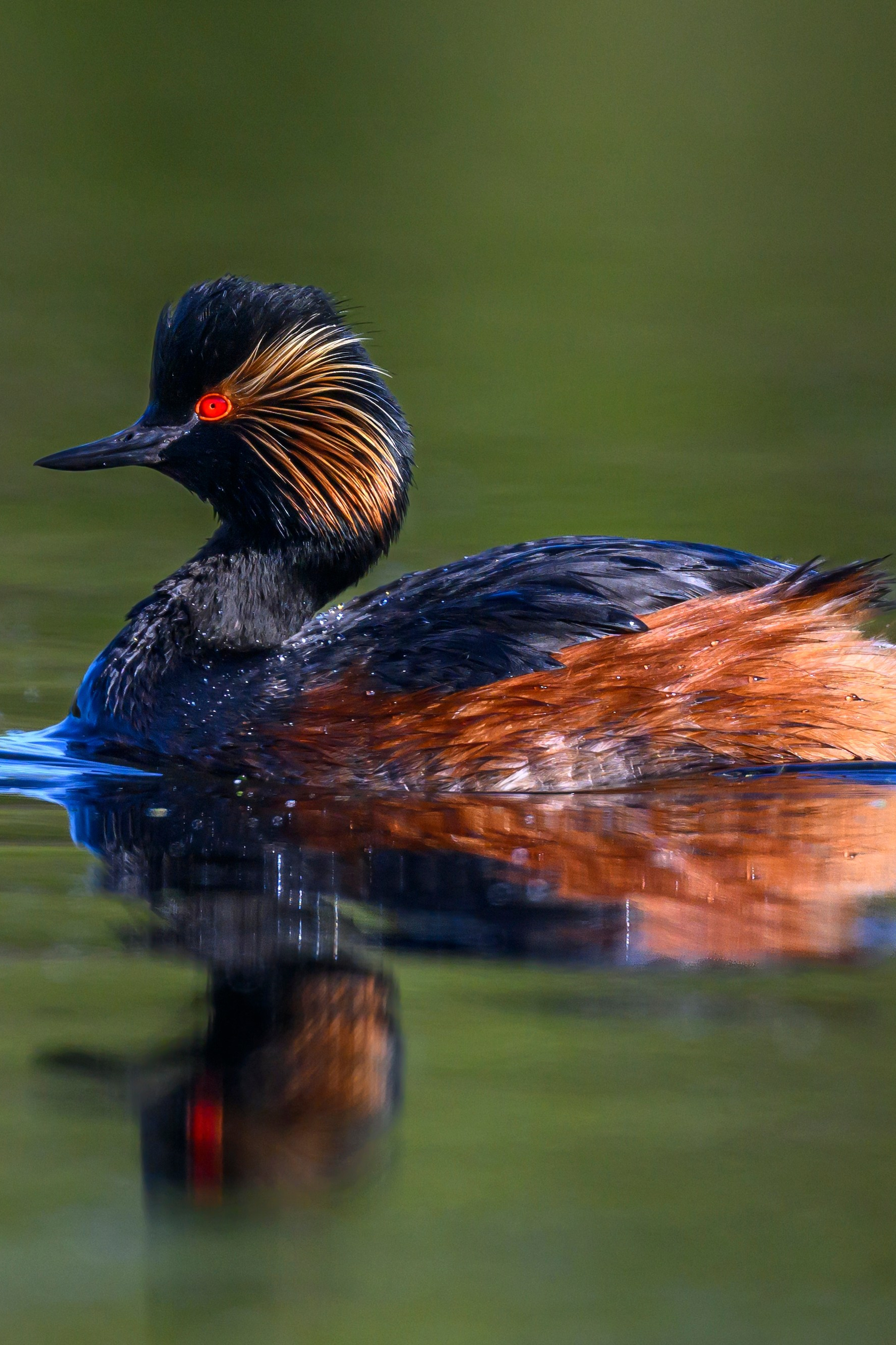 Жаворонок. Фотограф Сергей Пупонин