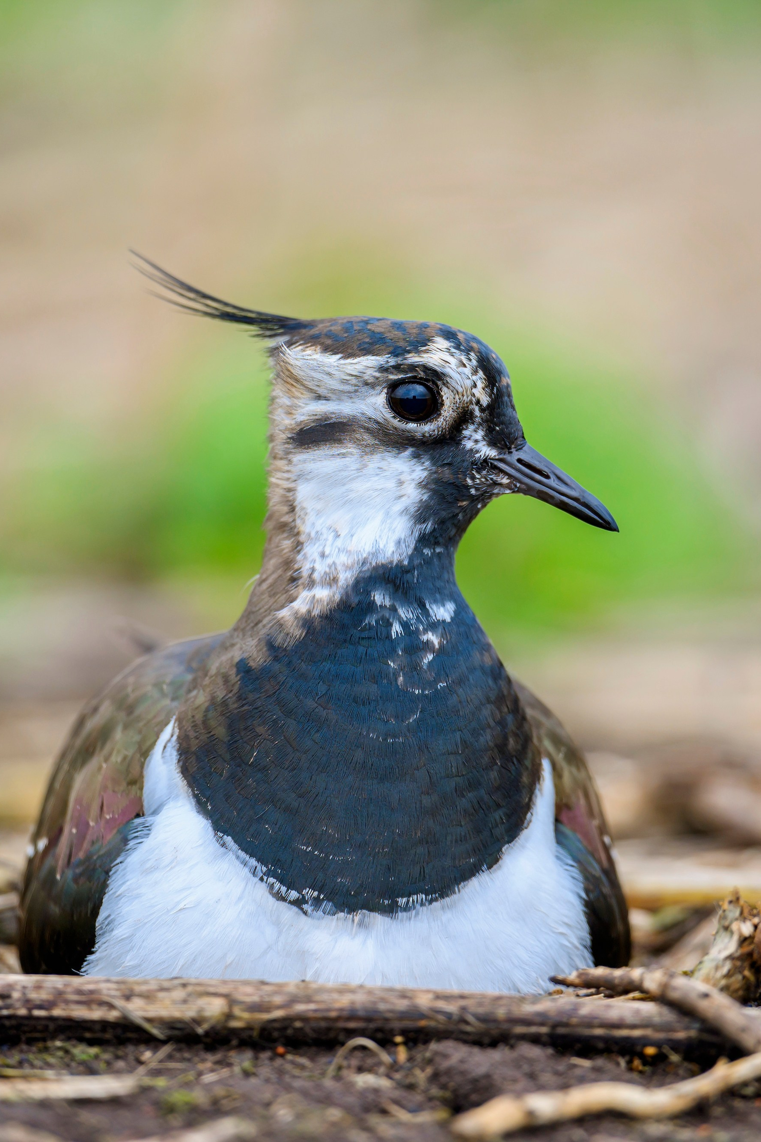 Жаворонок. Фотограф Сергей Пупонин