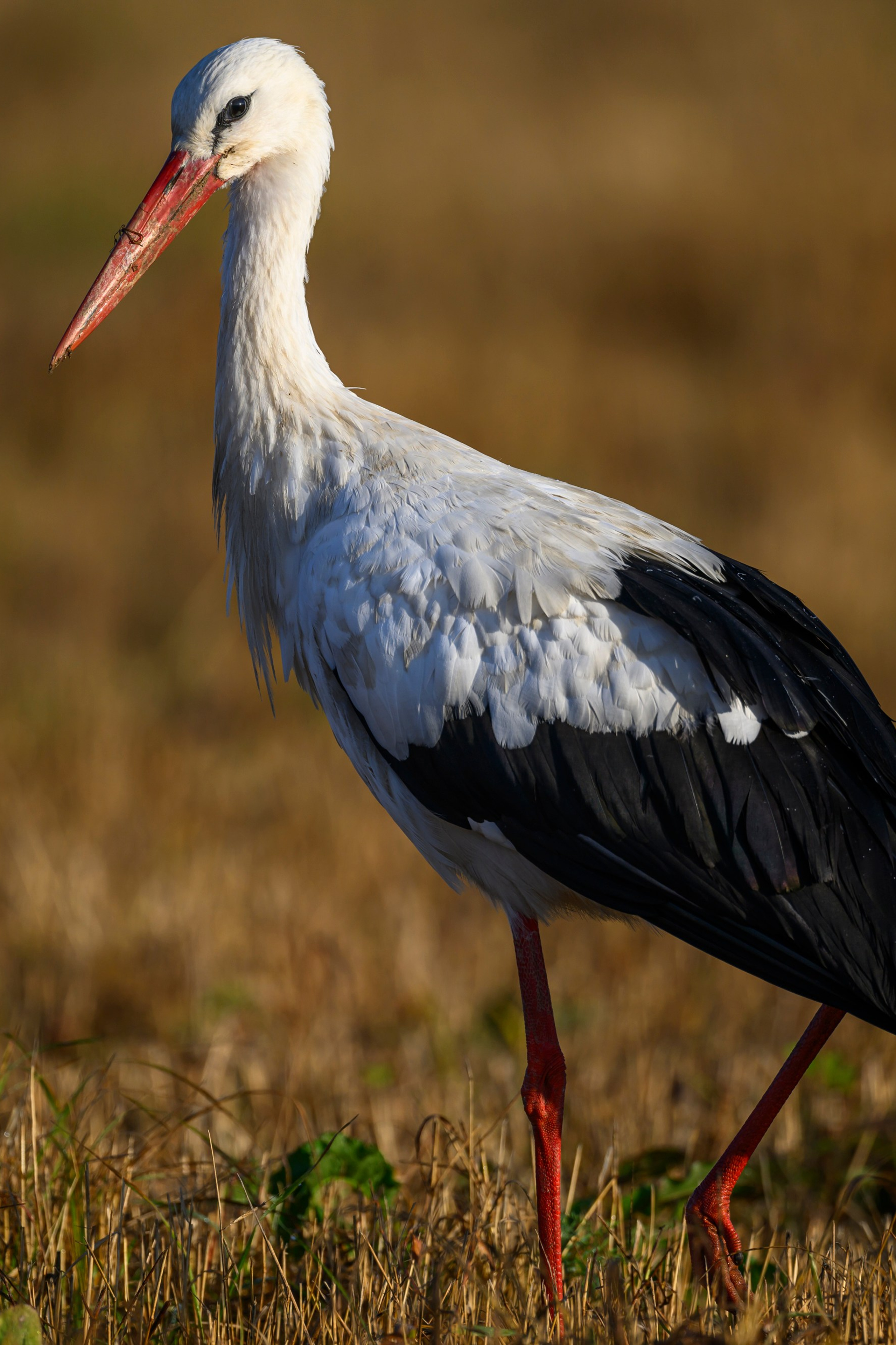 Коршуны. Wildlife photography by Sergey Puponin
