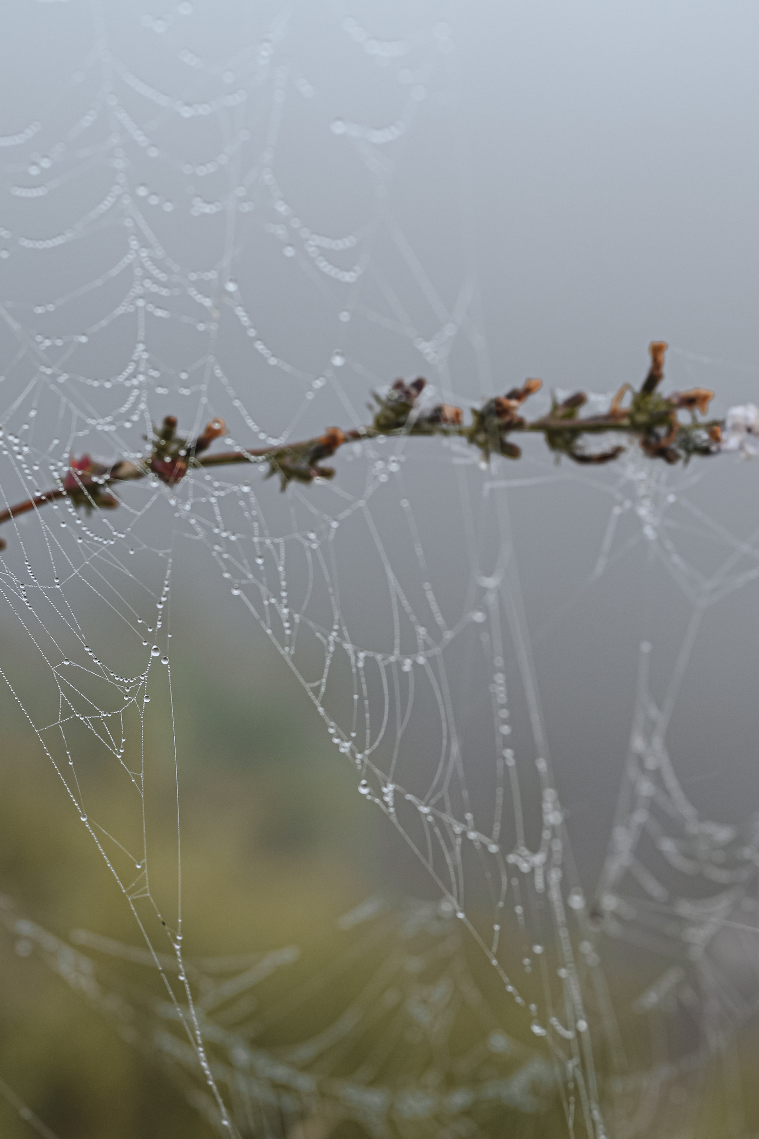 Истории. Семейный фотограф Ира Шашова Санкт-Петербург