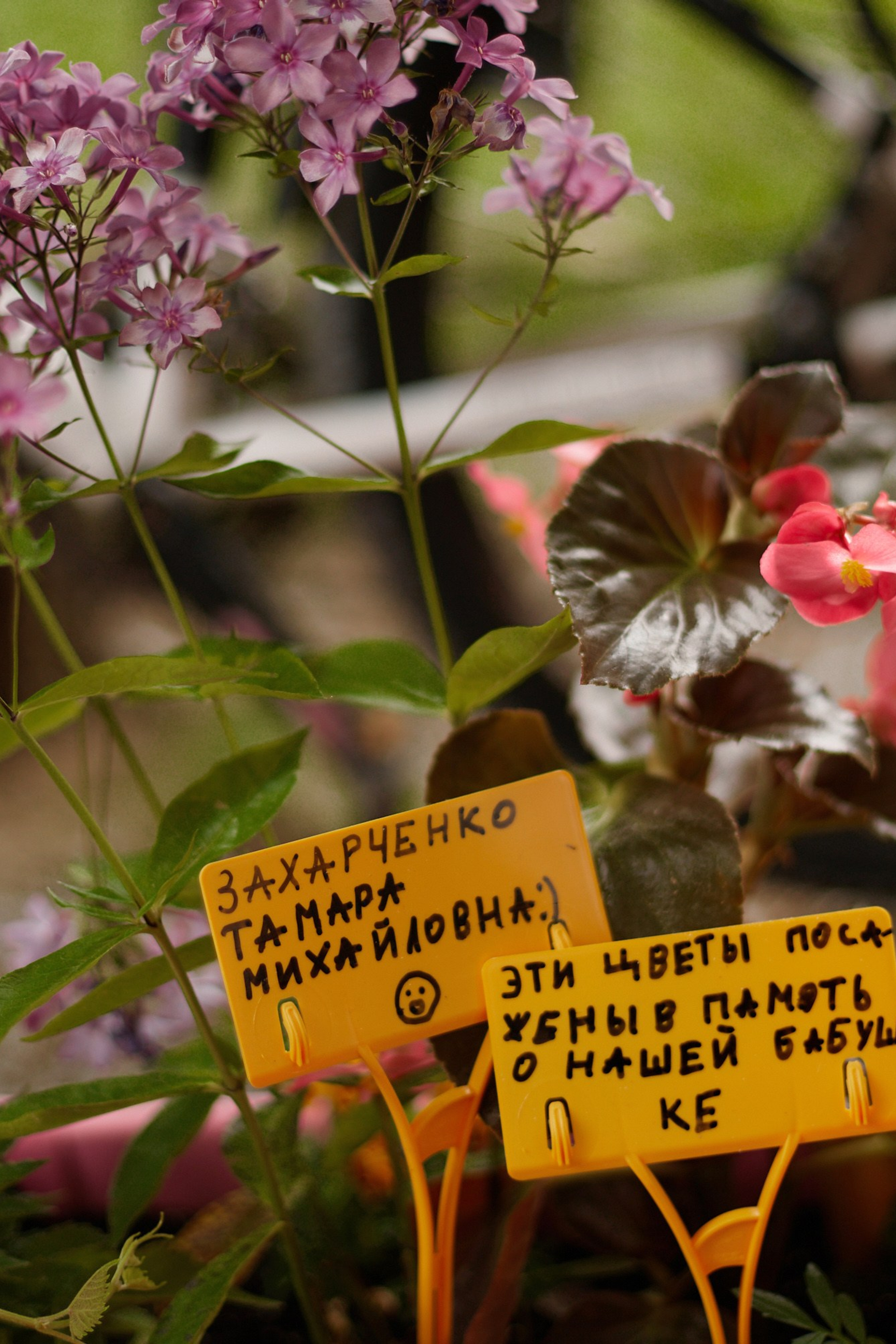 Анастасия Пронина — куратор, искусствовед, исследователь российского уличного искусства