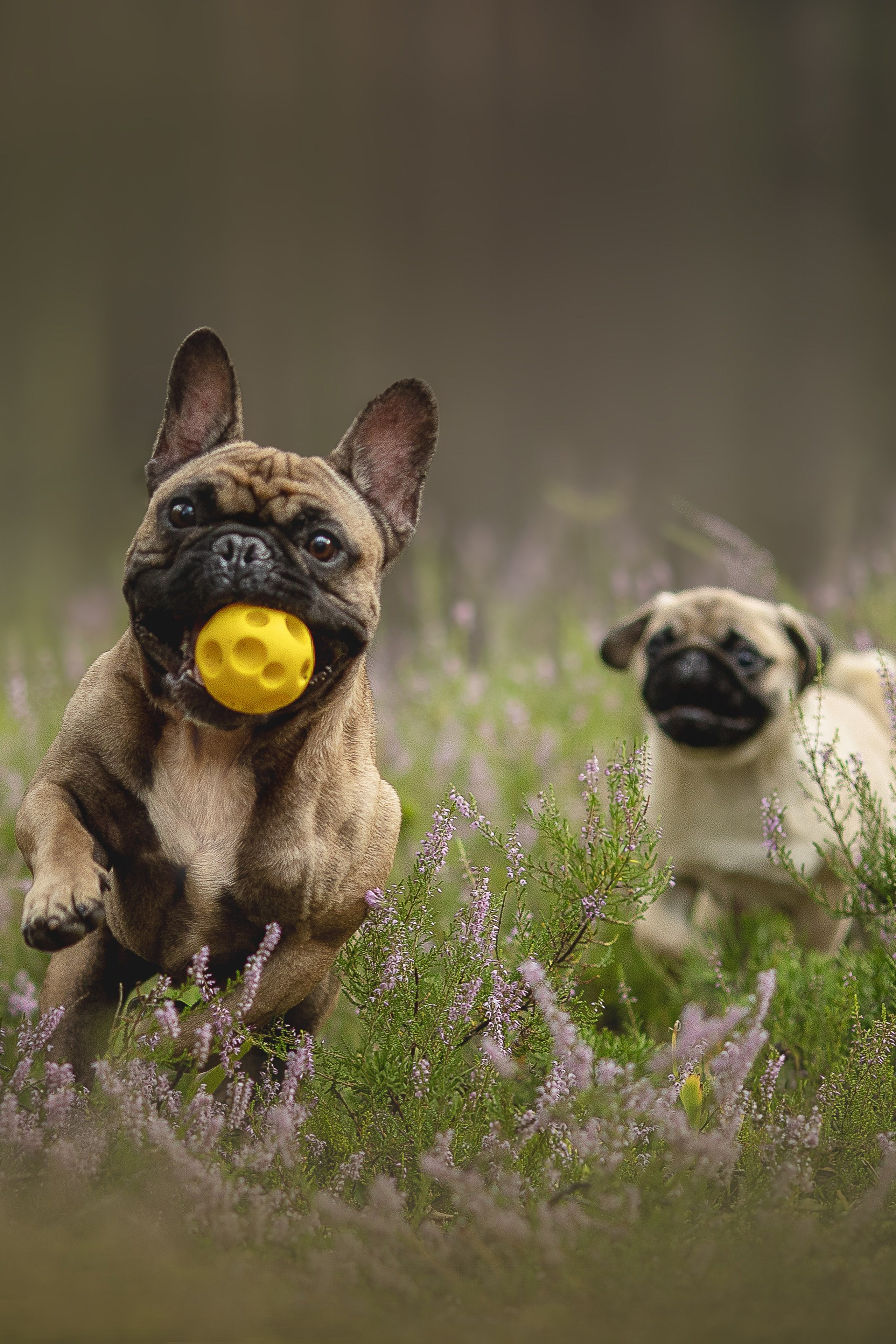 Полезное для клиента. Фотограф-анималист в Москве и Подмосковье