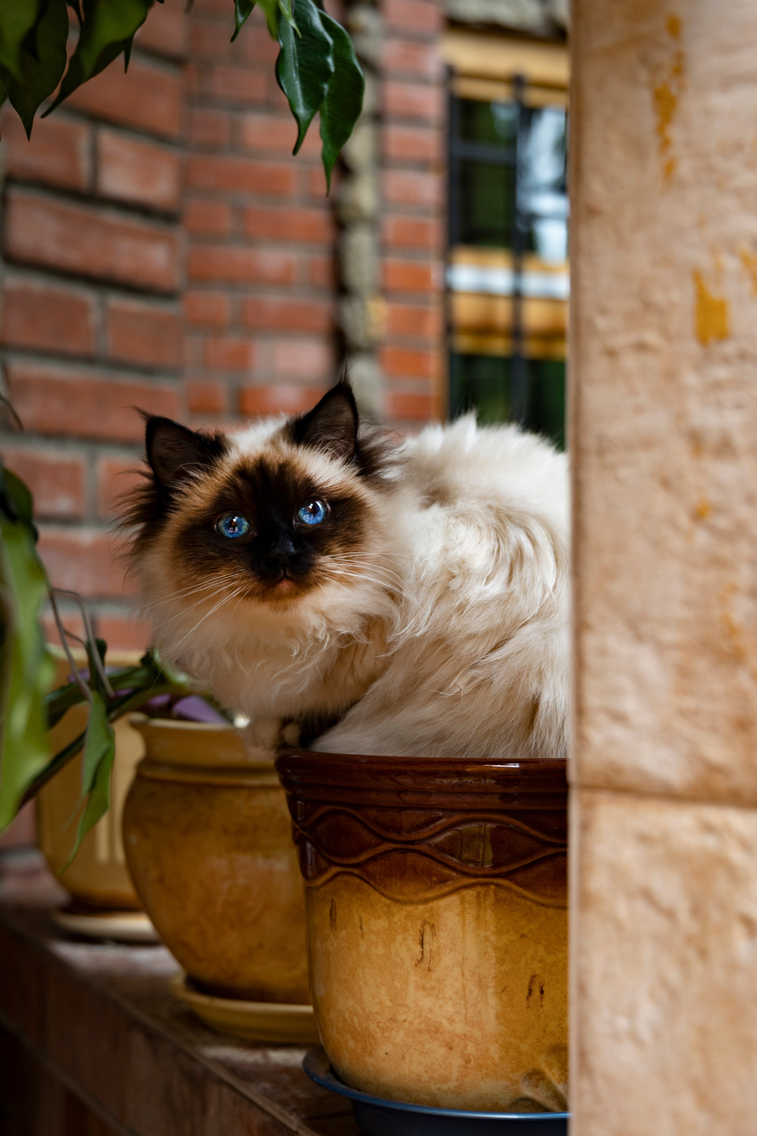 домашние кошки