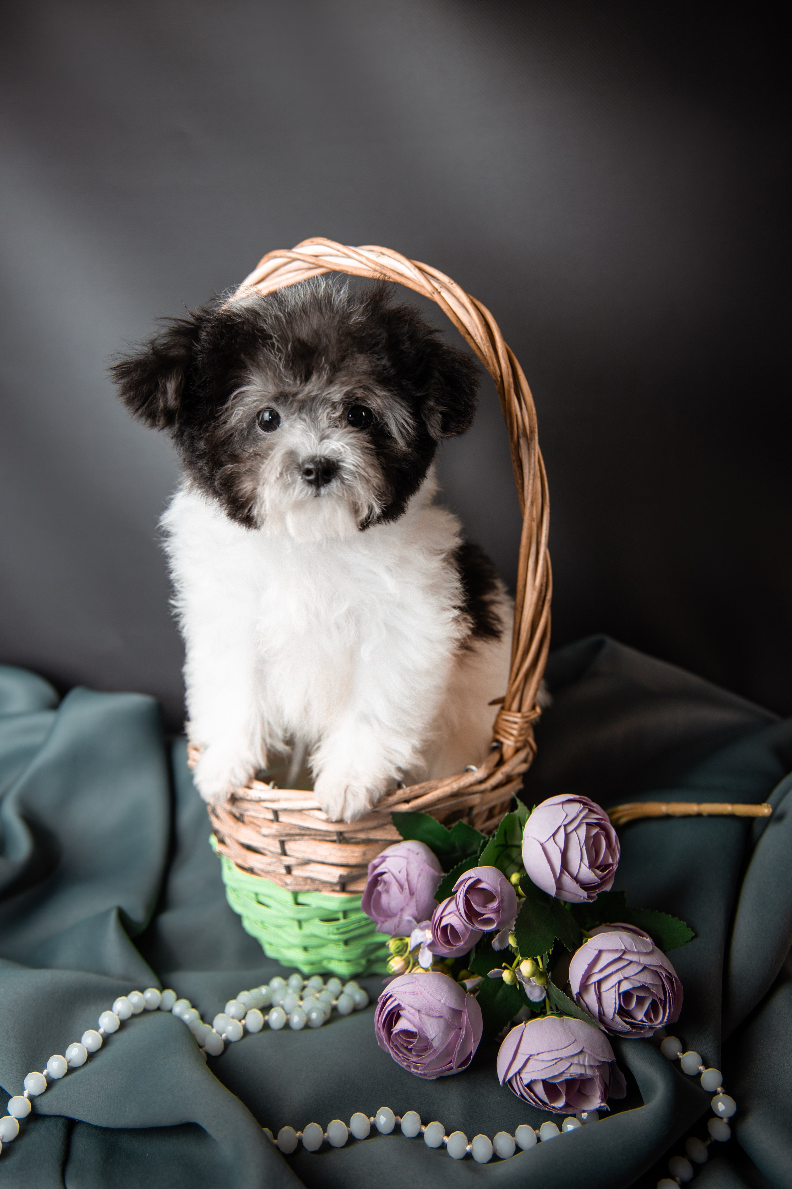 Щенки пуделя