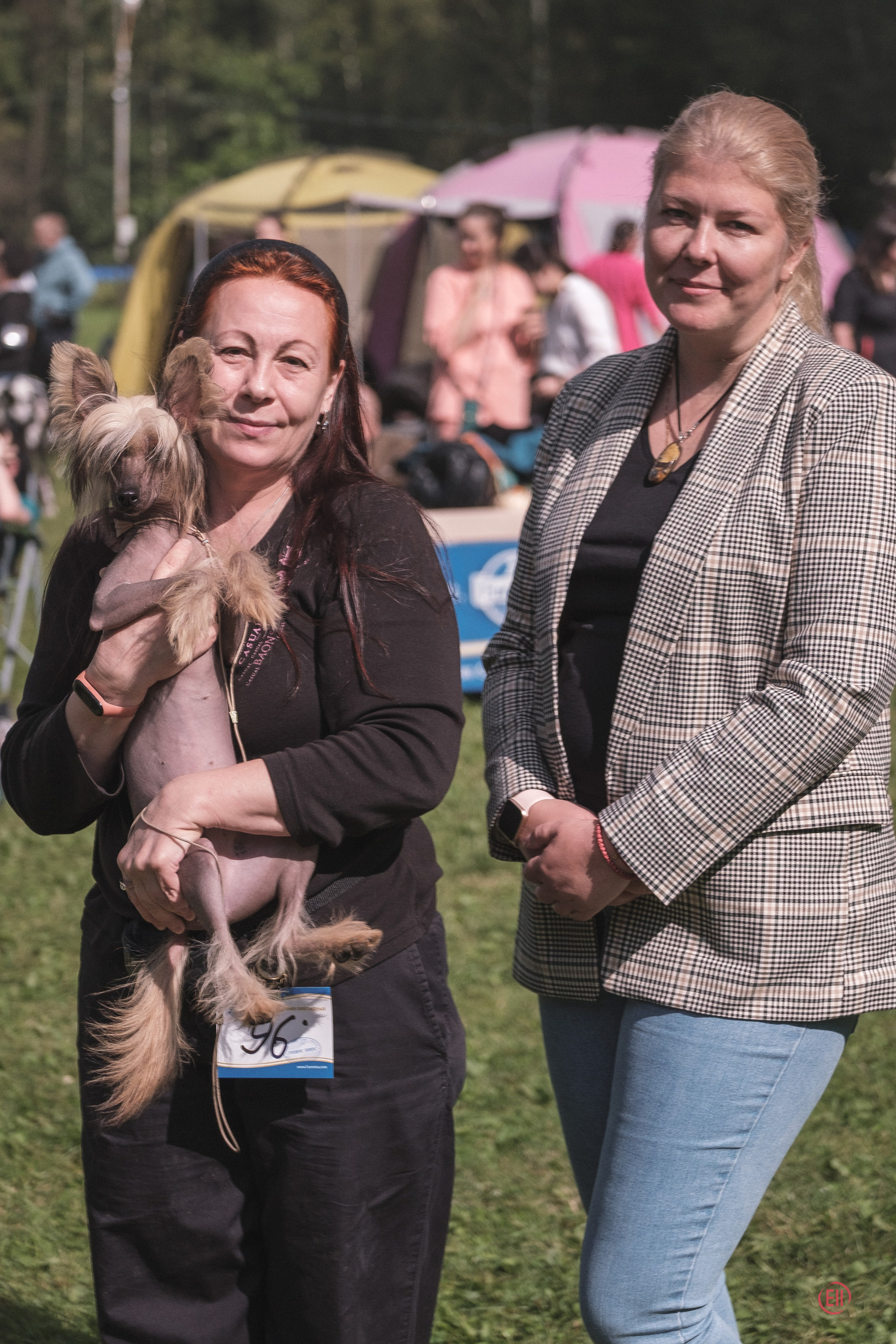 Chester became a dad. Chinese Crested Dog Kennel Poale Ell