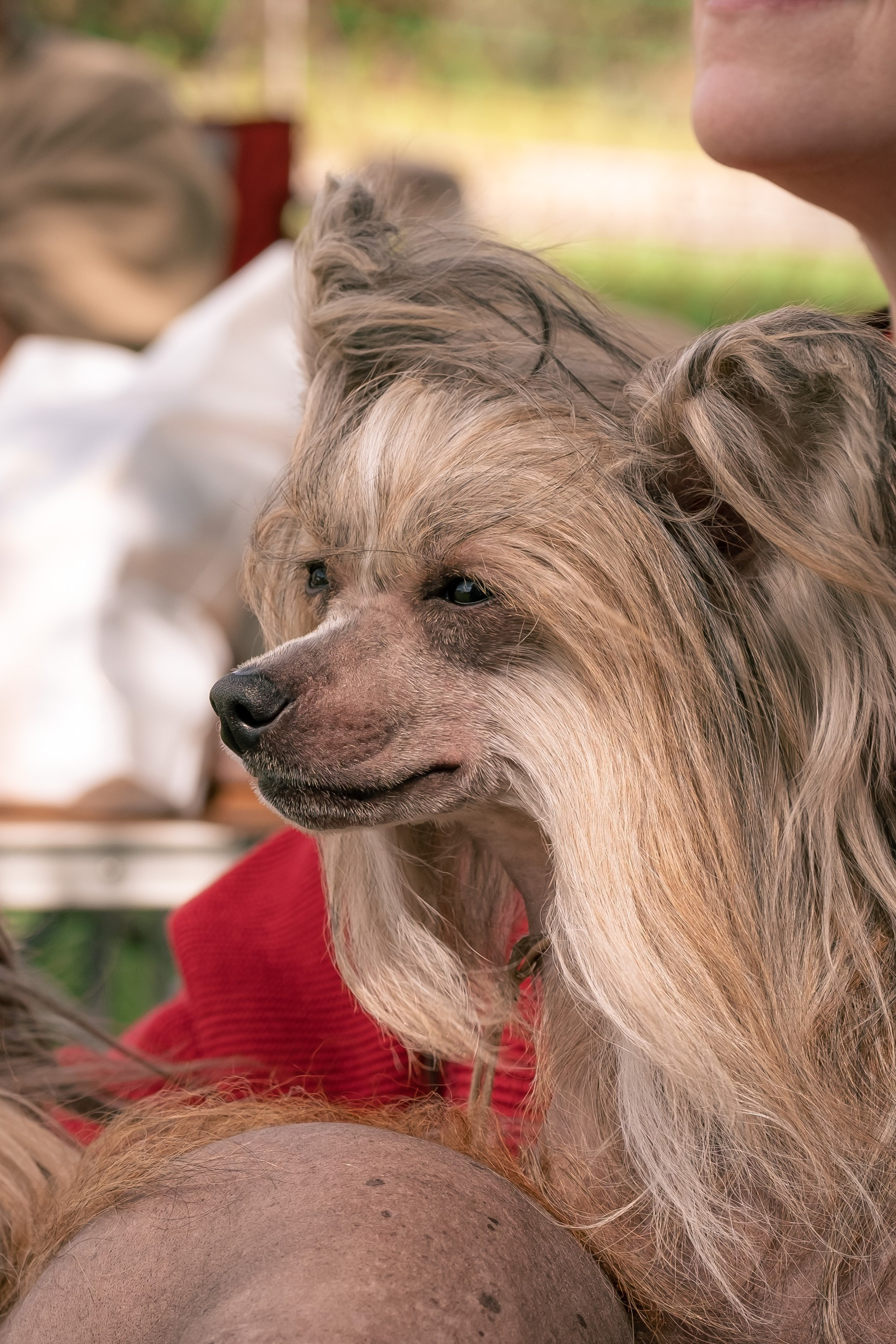 Lux became a dad. Chinese Crested Dog Kennel Poale Ell