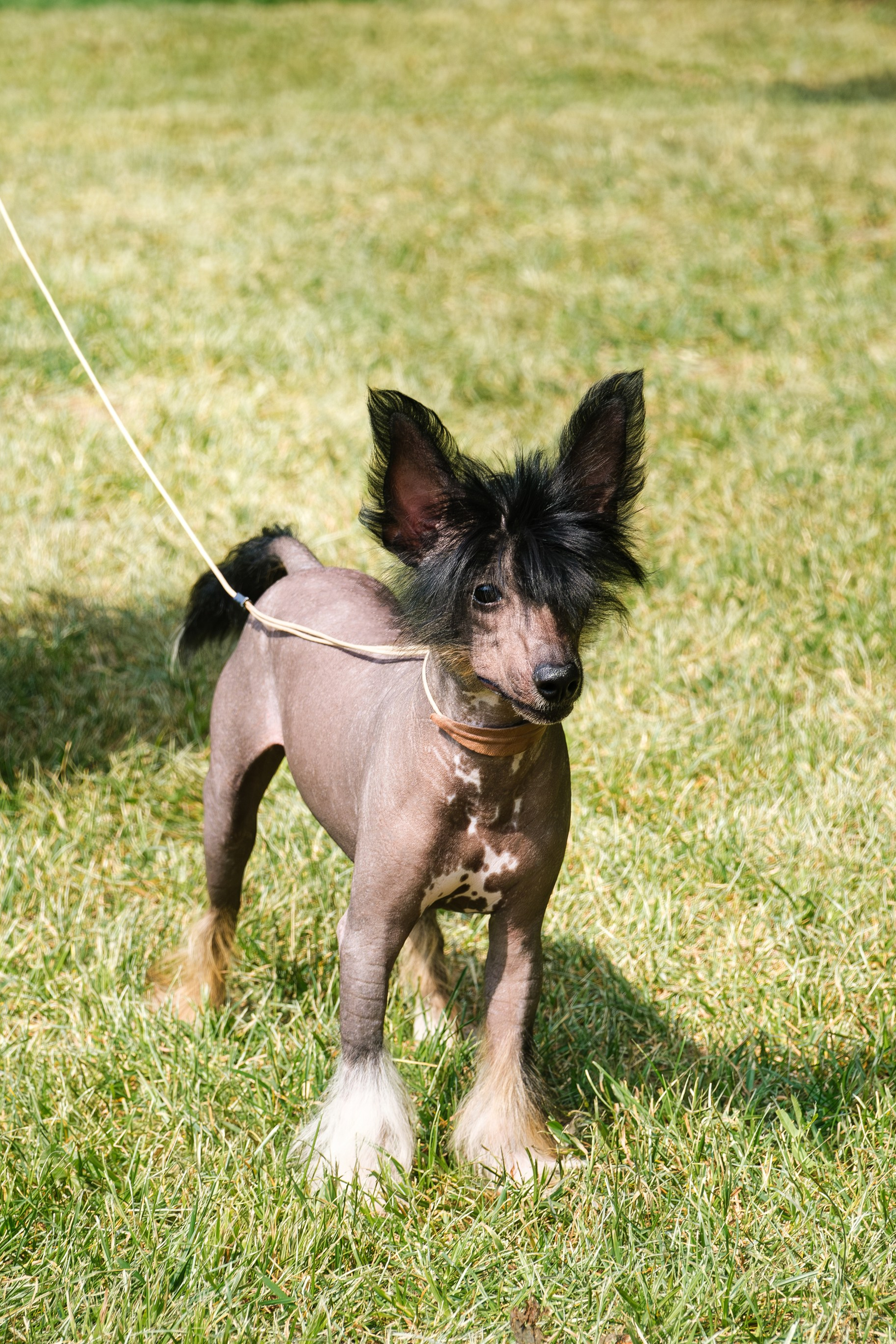 Chester became a dad. Chinese Crested Dog Kennel Poale Ell