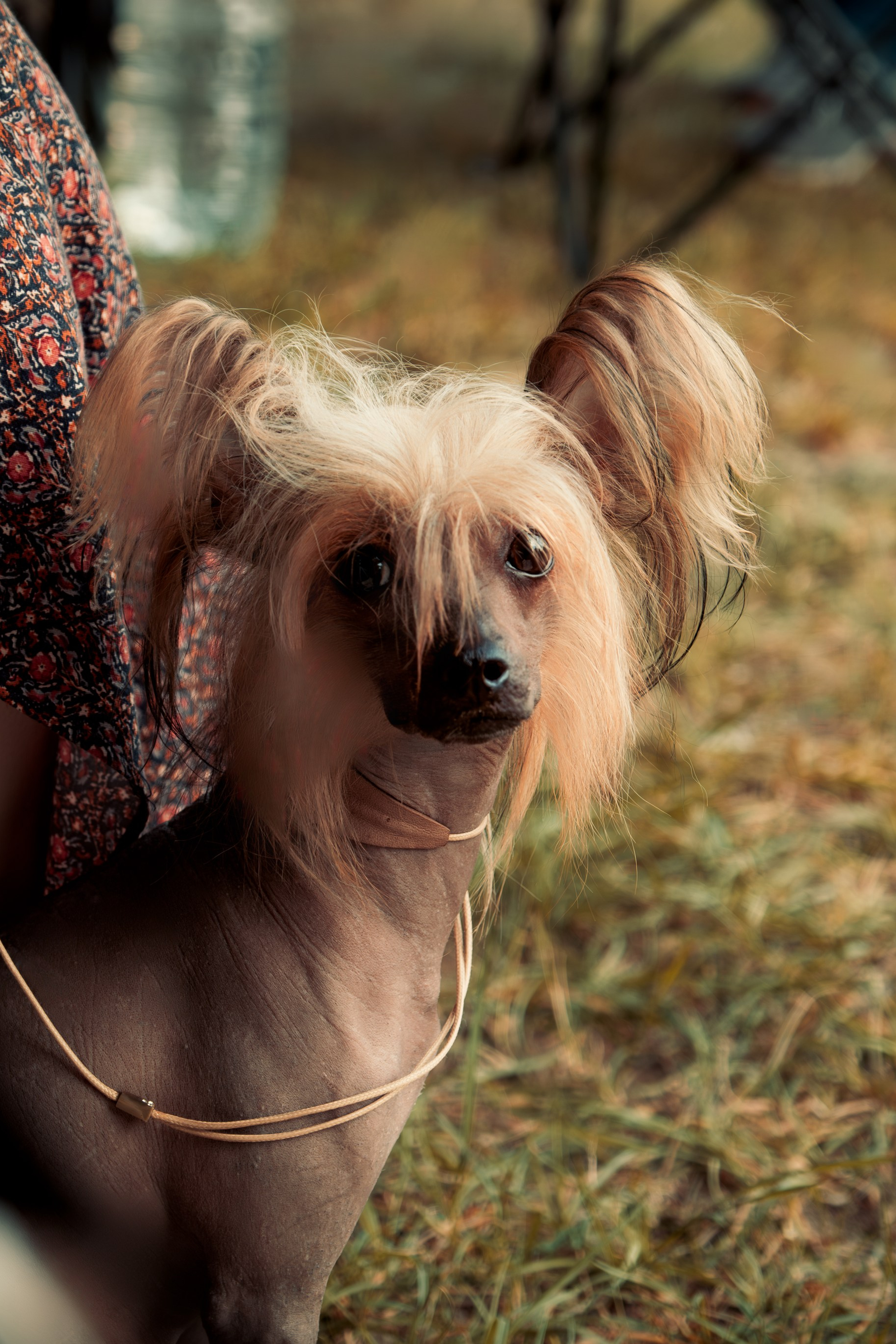 Chester became a dad. Chinese Crested Dog Kennel Poale Ell