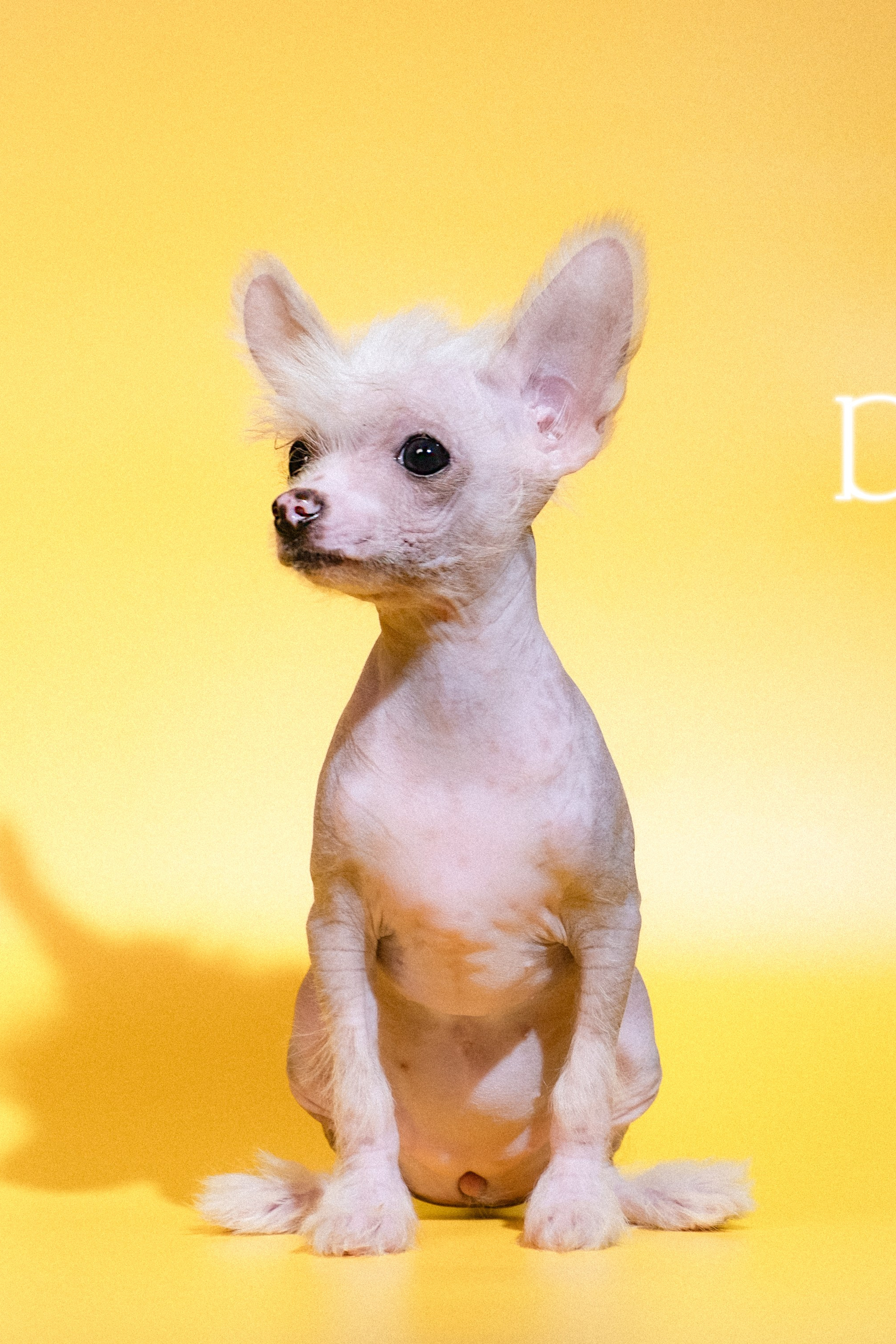 Венгрия, Будапешт. Наш Адам — третий день подряд отлично 1 (¼), САС. Питомник китайских хохлатых собак Poale Ell: купить щенка в питомнике