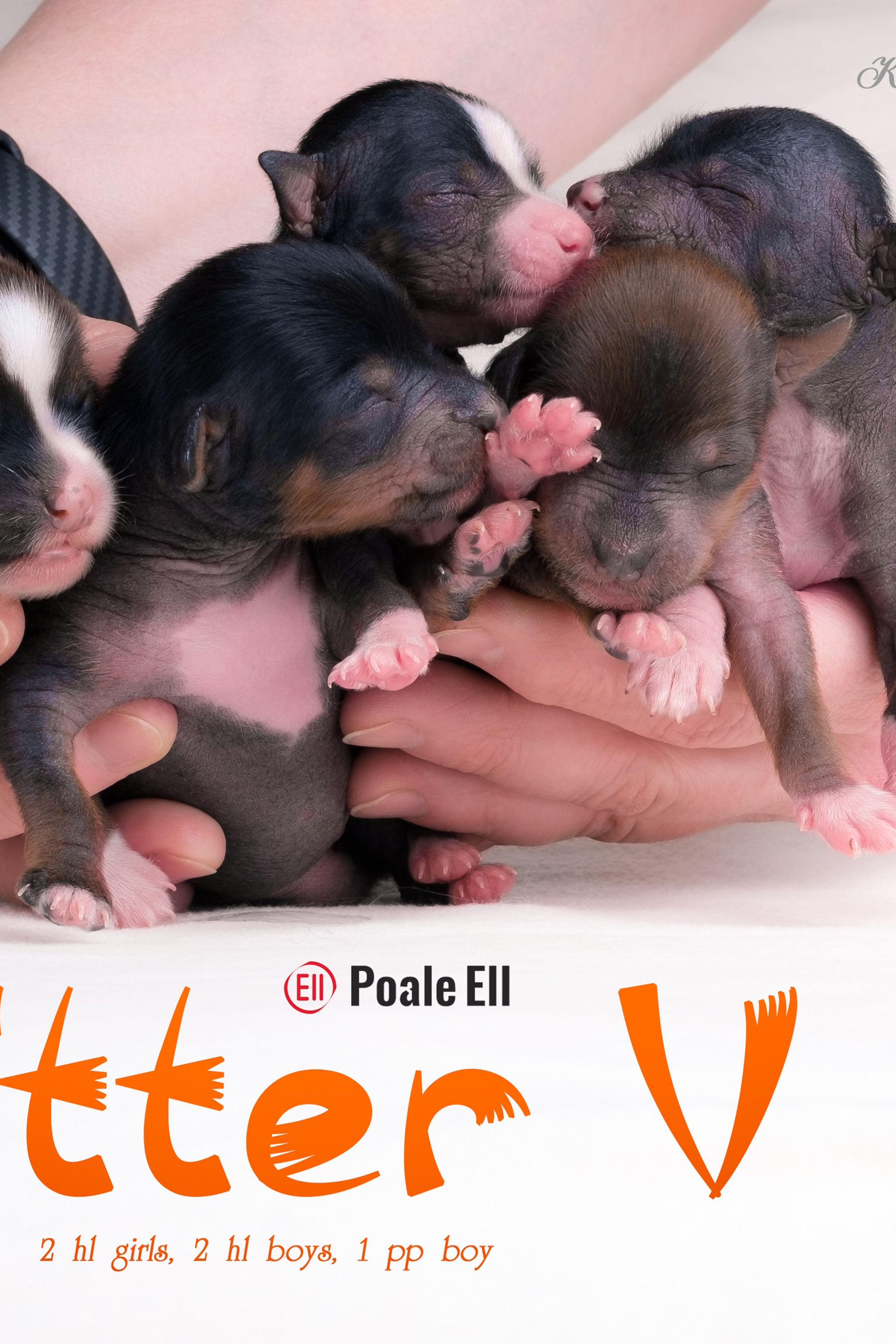 Poale Ell Victoriya — Junior Champion of Russia!. Poale Ell Chinese Crested Dog Kennel: Buy a puppy from the kennel