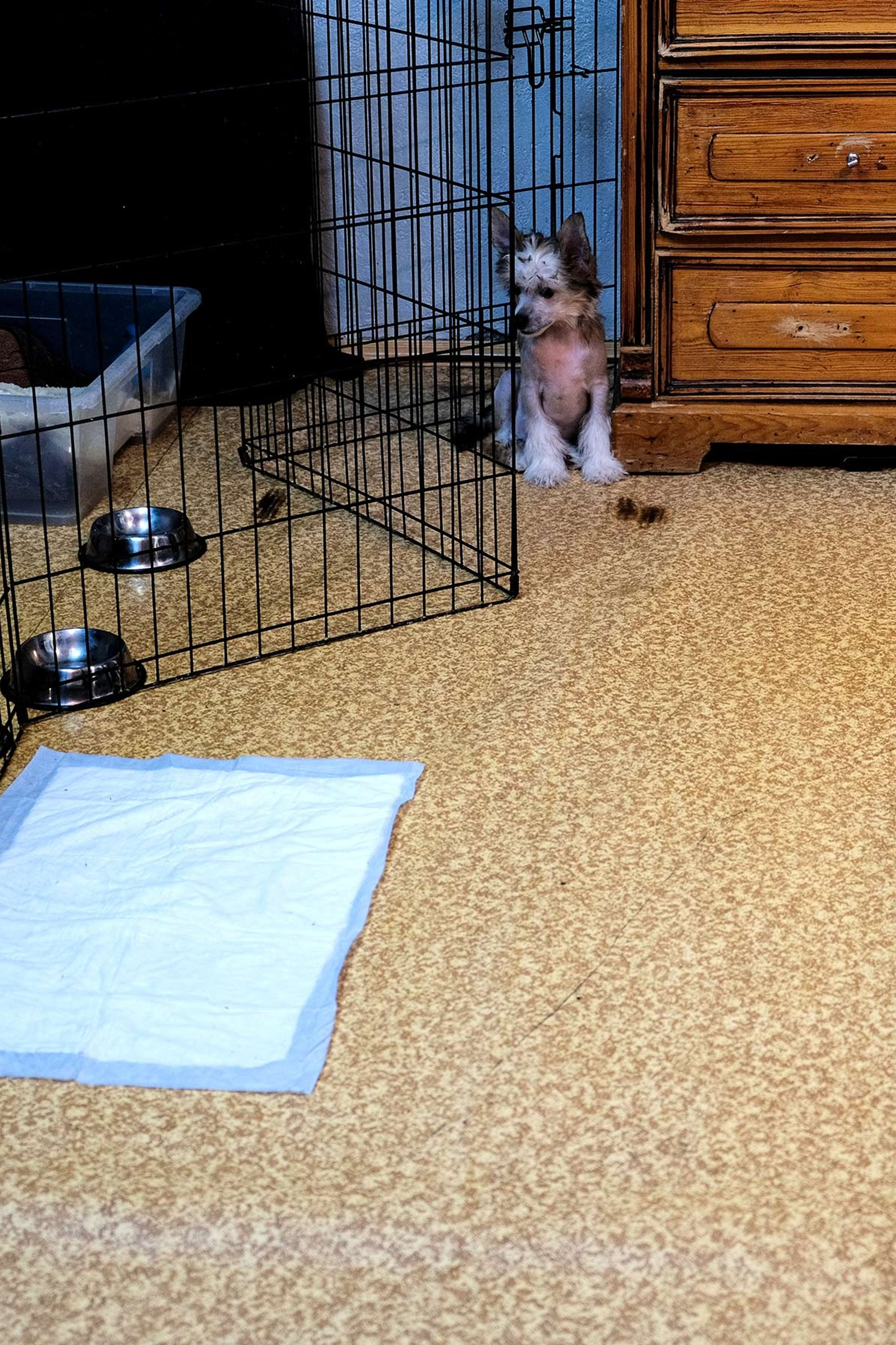 Today at the monobreed show of the KChK rank. Питомник китайских хохлатых собак Poale Ell: купить щенка в питомнике