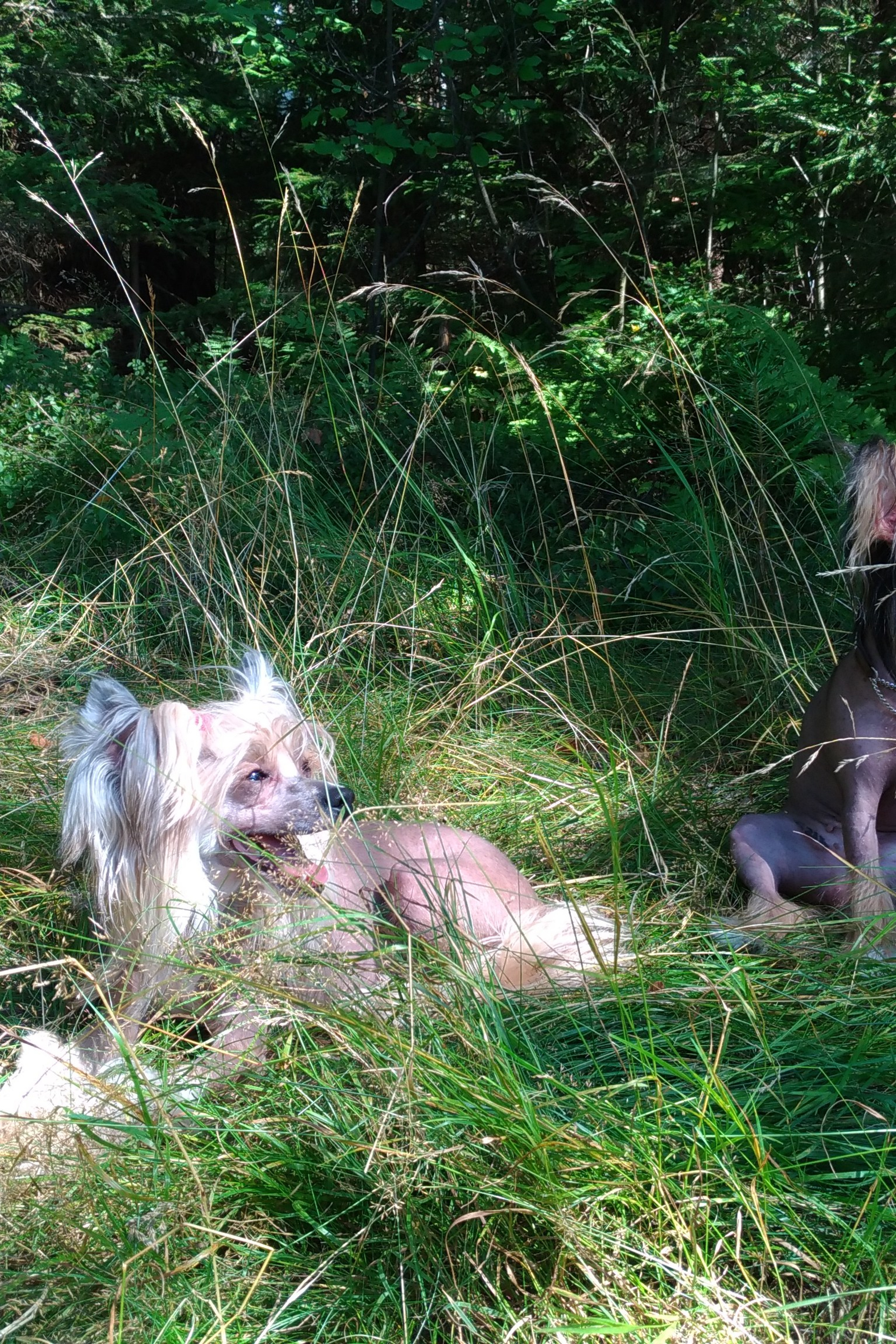 Today at the monobreed show of the KChK rank. Питомник китайских хохлатых собак Poale Ell: купить щенка в питомнике