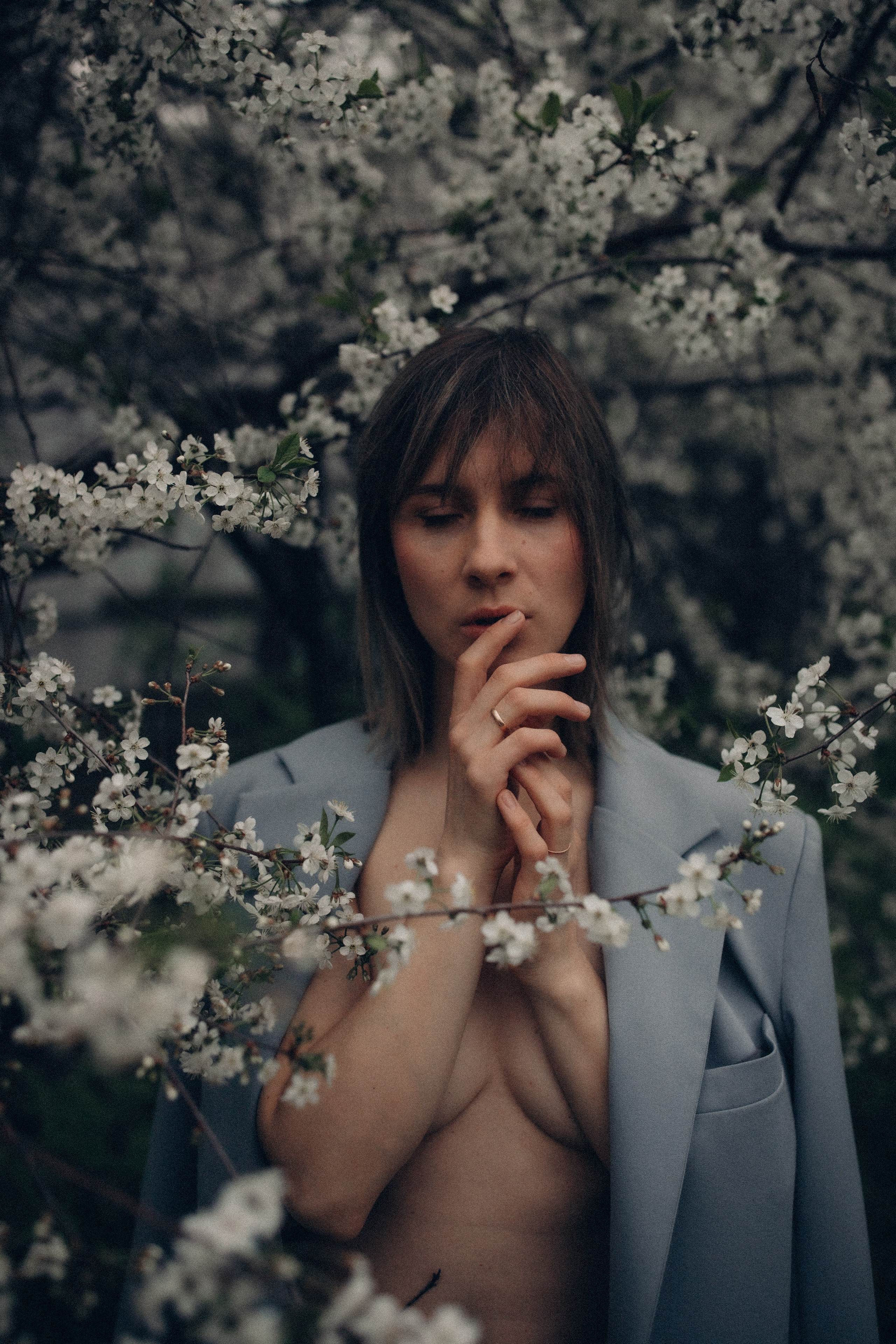 Цветущая сакура