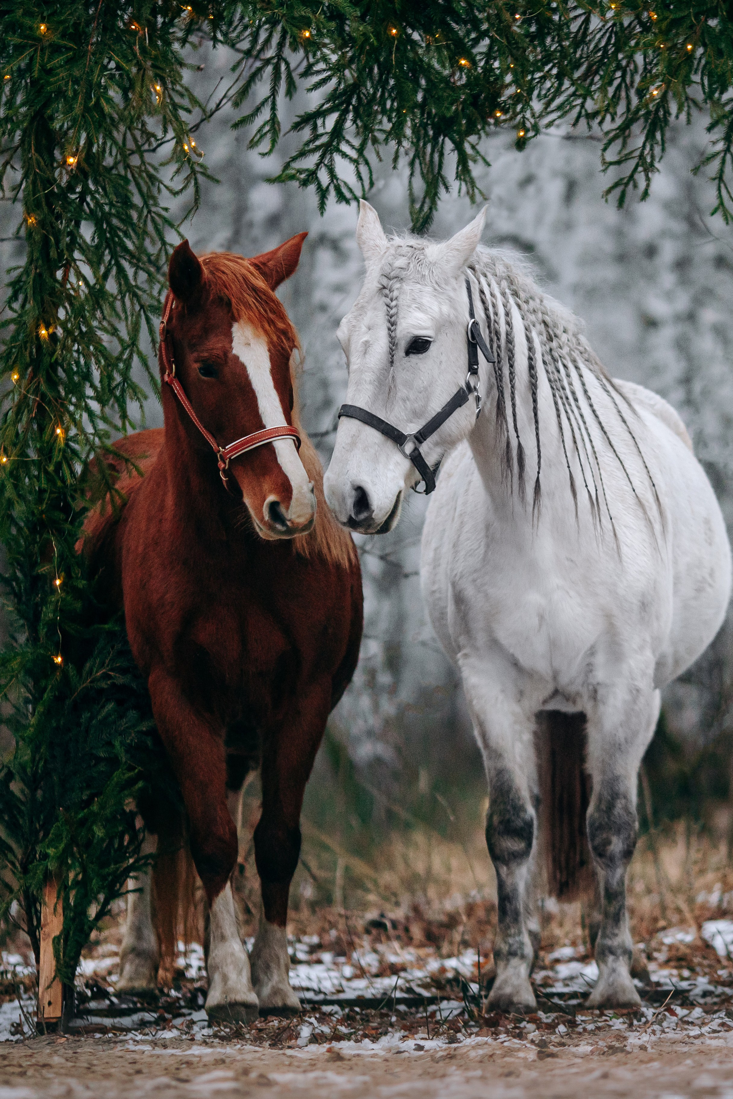 Анонсы. Анна Молчанова конный фотограф в Тюмени | фотосессии с лошадьми Тюмень
